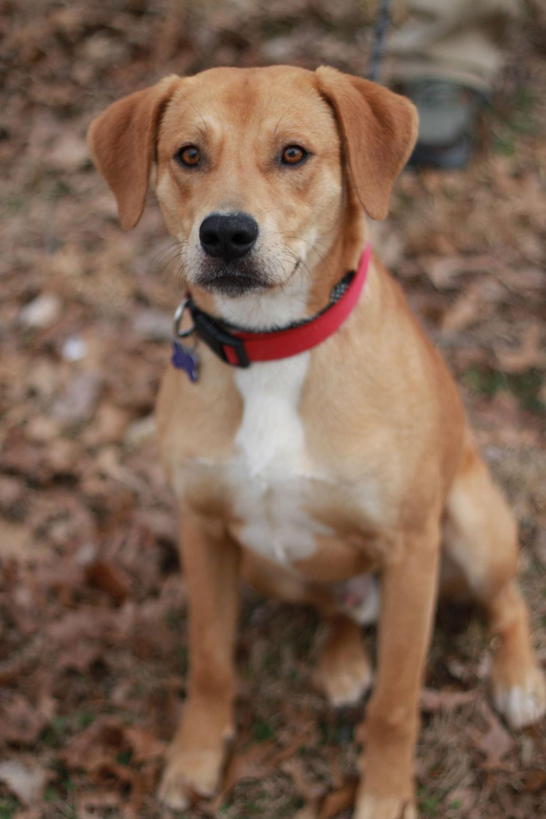 Hank - MEET at PETCO 3/7!, Adoptable, Young Male Mountain Cur.