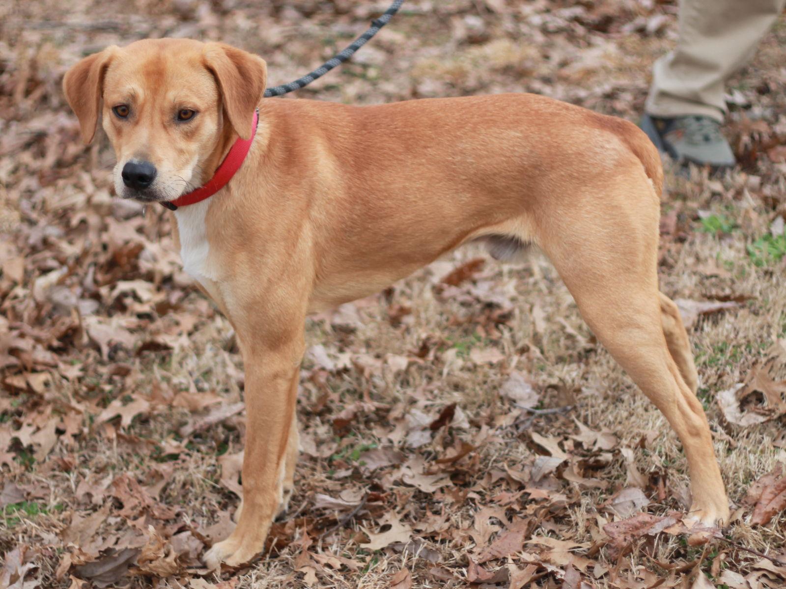 Enlarge Hank - MEET at PETCO 3/7!, a Adoptable Mountain Cur in Cookeville, TN image 2/3
