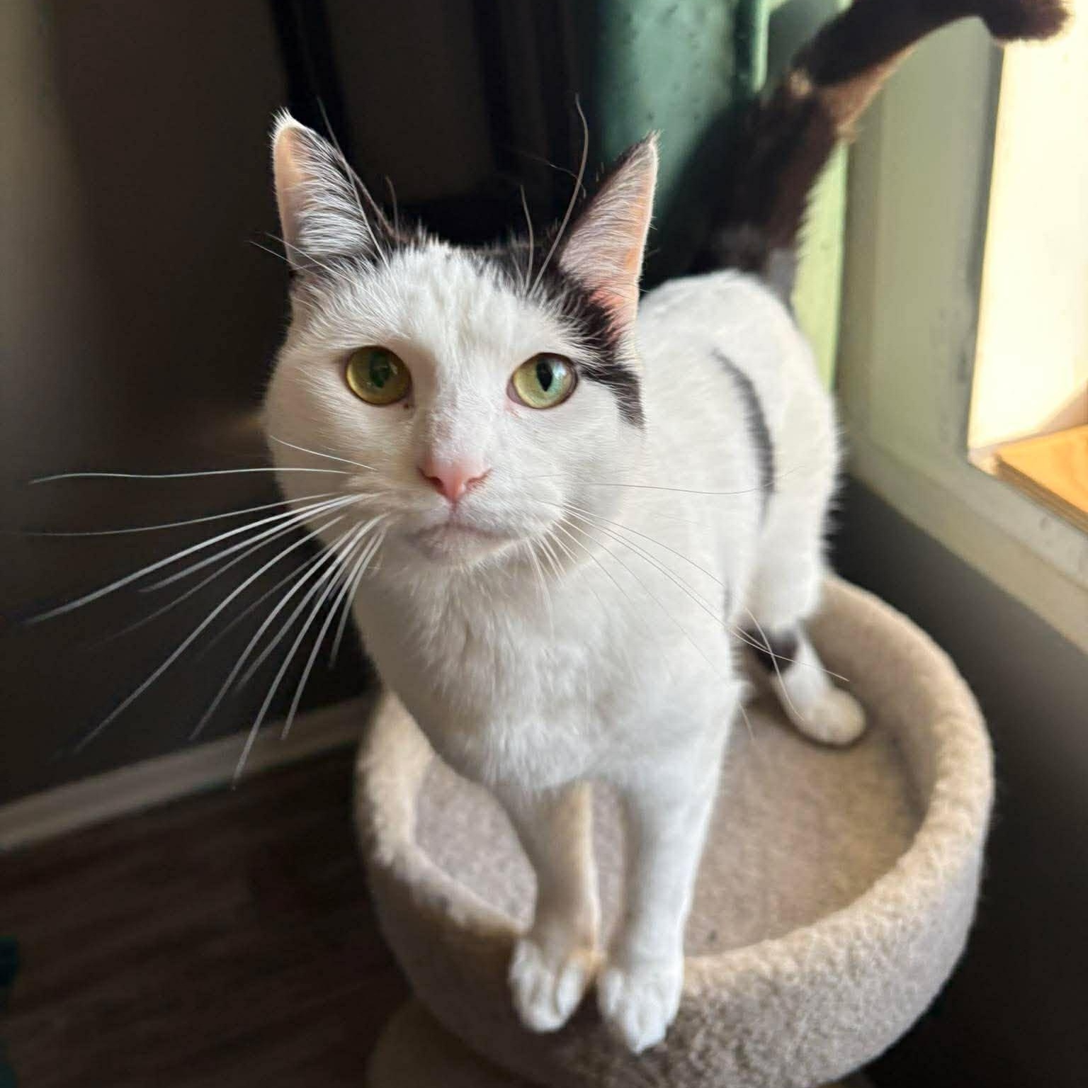 Enlarge Holly, a Adopted Domestic Short Hair in Janesville, WI image 1/3