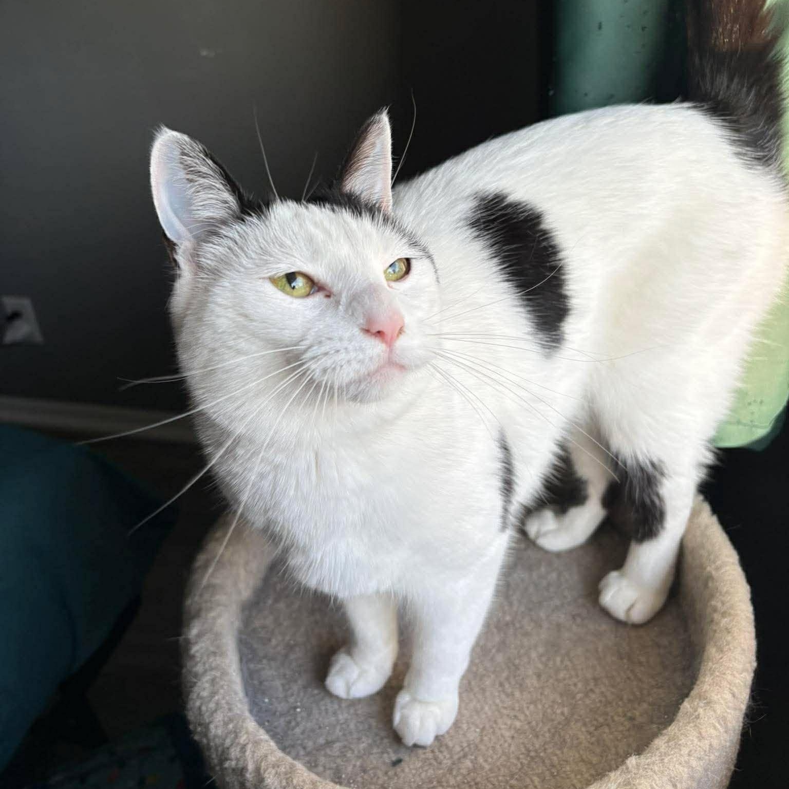Enlarge Holly, a Adopted Domestic Short Hair in Janesville, WI image 2/3