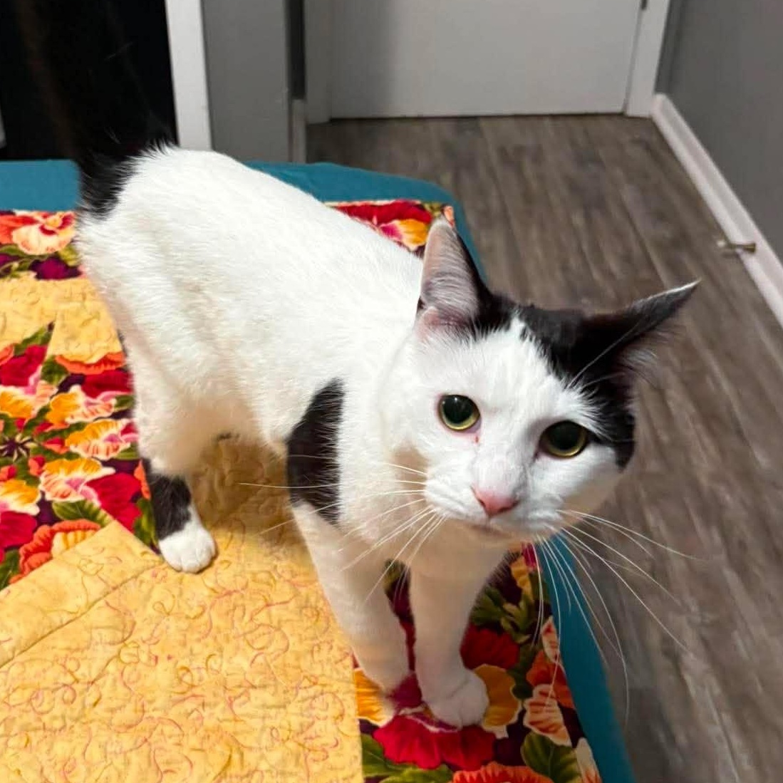 Enlarge Holly, a Adopted Domestic Short Hair in Janesville, WI image 3/3