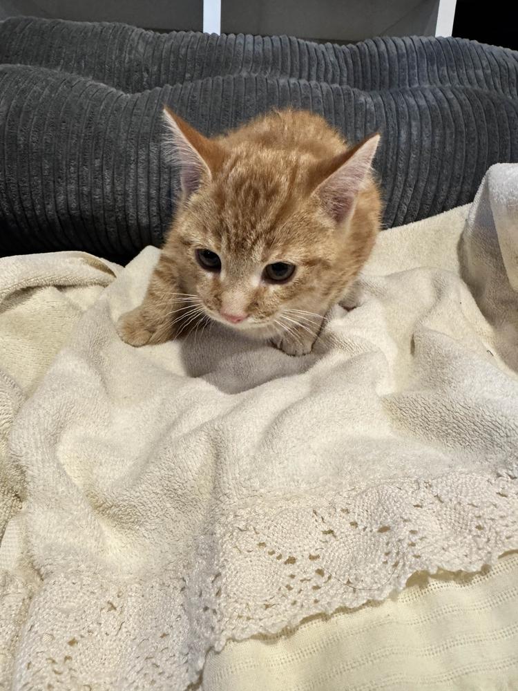 Enlarge Grizz, a Adopted Domestic Short Hair in Grand Rapids, MI image 3/5