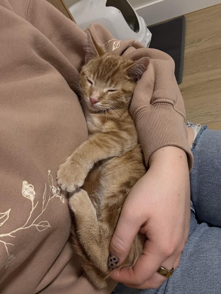 Enlarge Grizz, a Adopted Domestic Short Hair in Grand Rapids, MI image 4/5