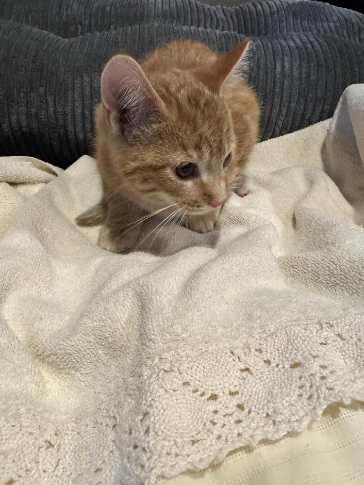 Enlarge Grizz, a Adopted Domestic Short Hair in Grand Rapids, MI image 5/5