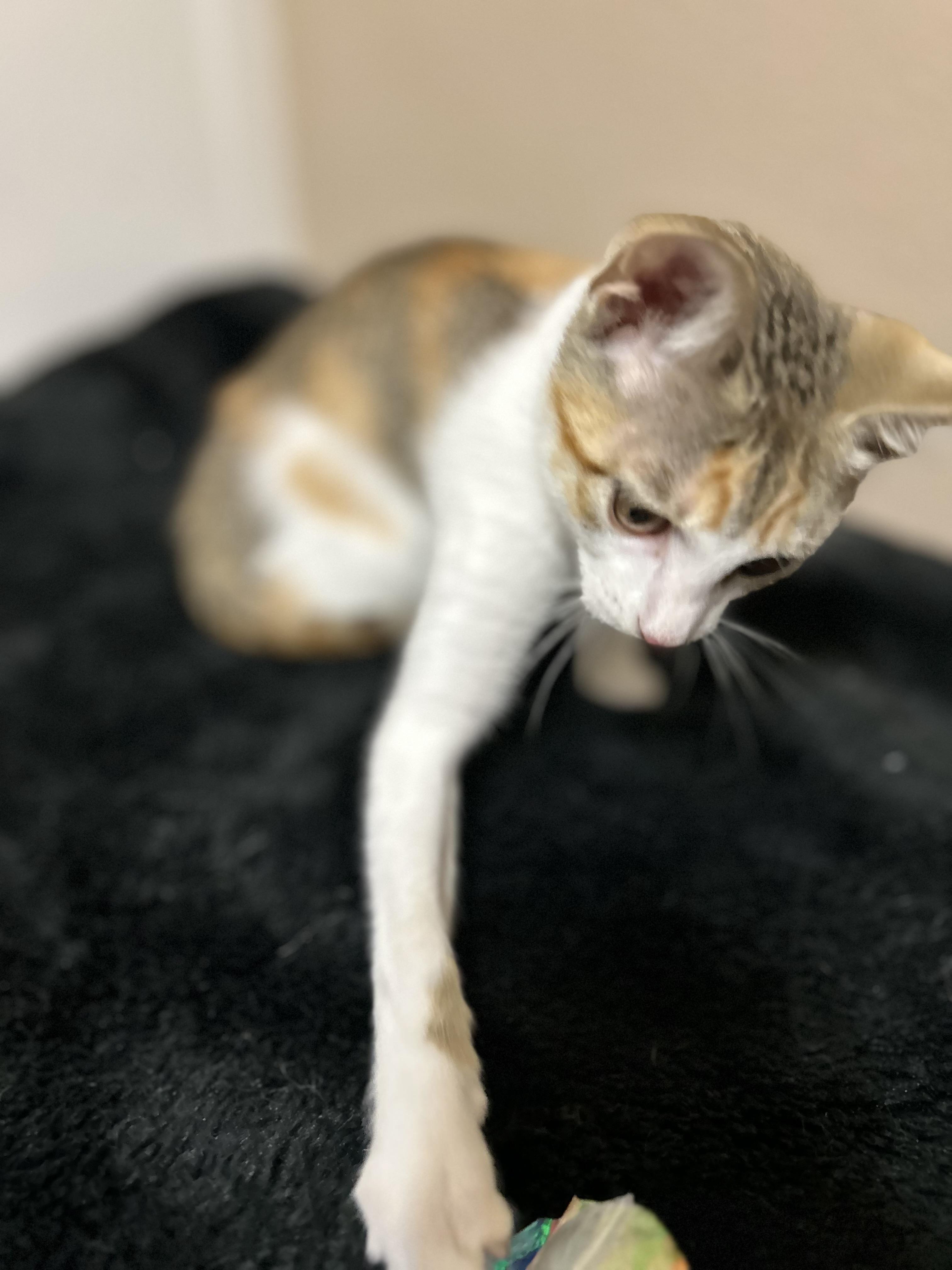 Enlarge Starbucks , a ADOPTABLE Domestic Short Hair in Rice, MN image 2/6