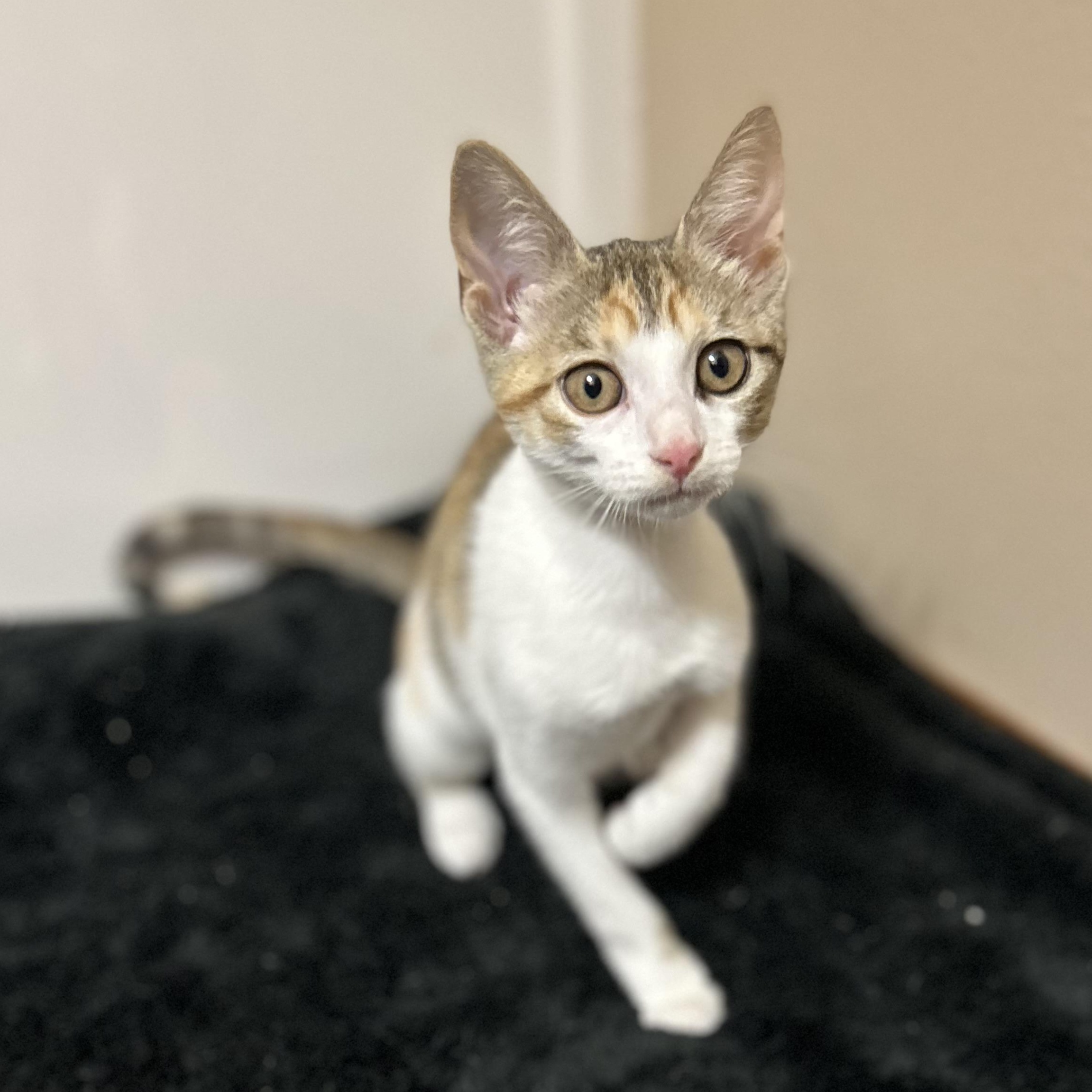 Enlarge Starbucks , a ADOPTABLE Domestic Short Hair in Rice, MN image 6/6