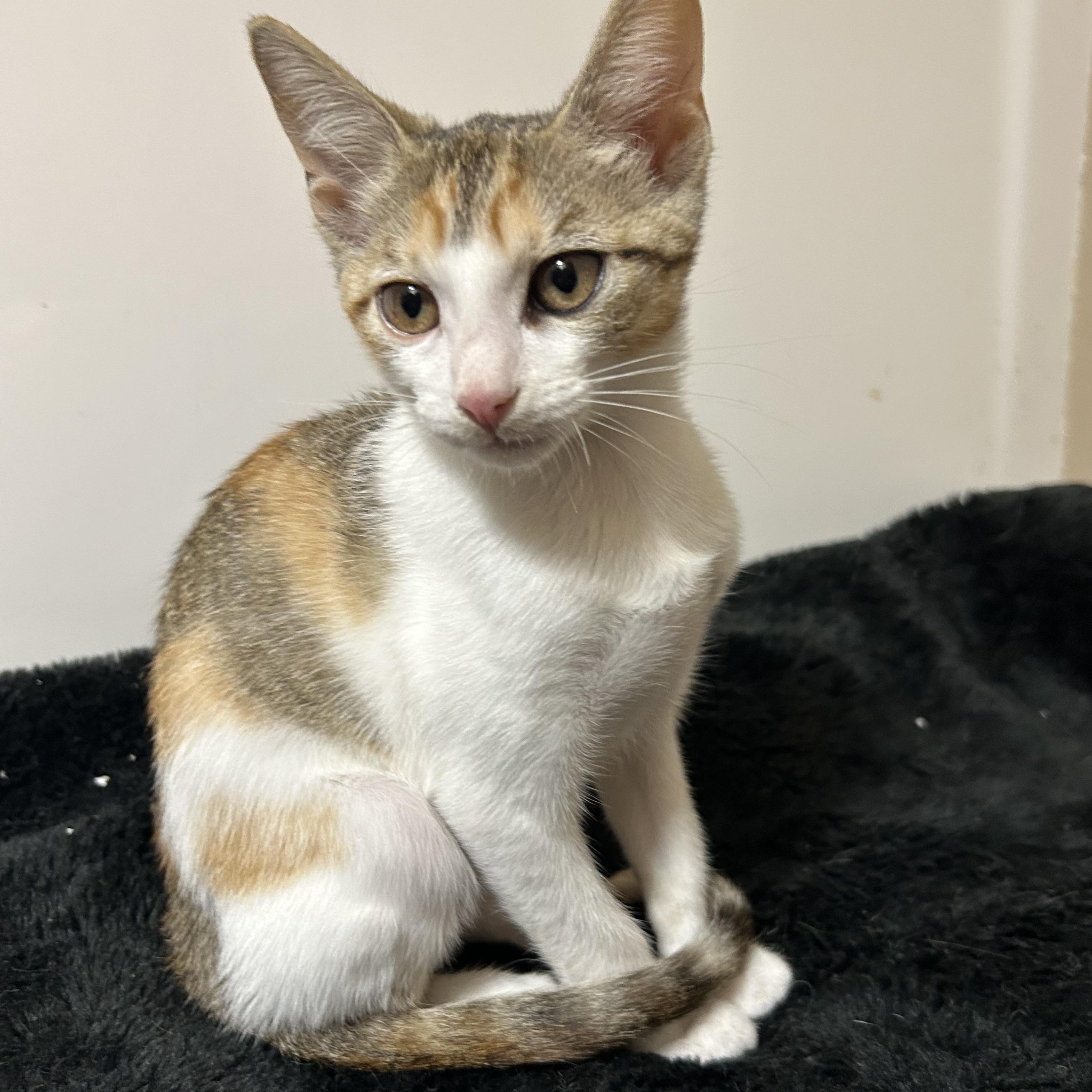 Enlarge Starbucks , a ADOPTABLE Domestic Short Hair in Rice, MN image 1/6