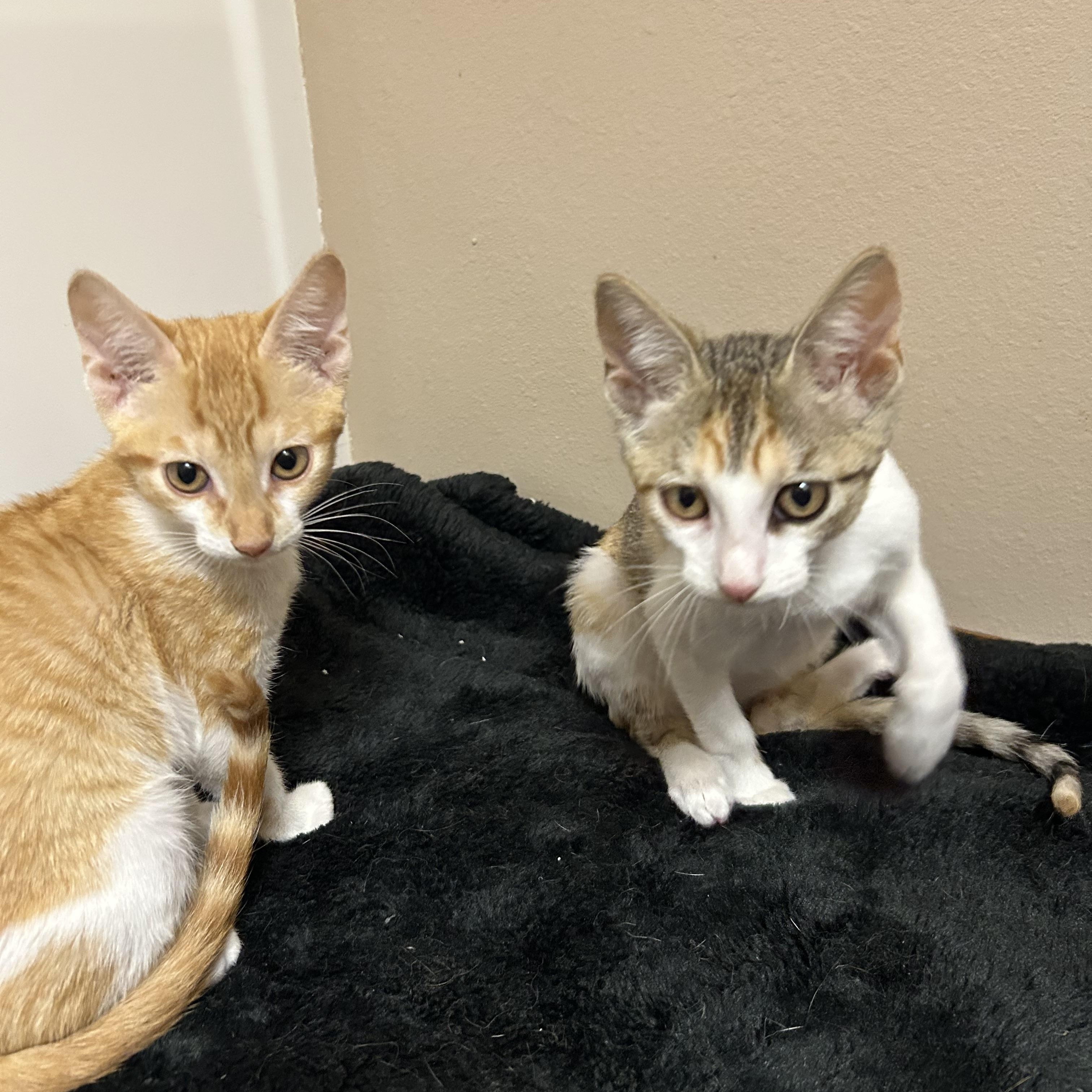 Enlarge Starbucks , a ADOPTABLE Domestic Short Hair in Rice, MN image 3/6