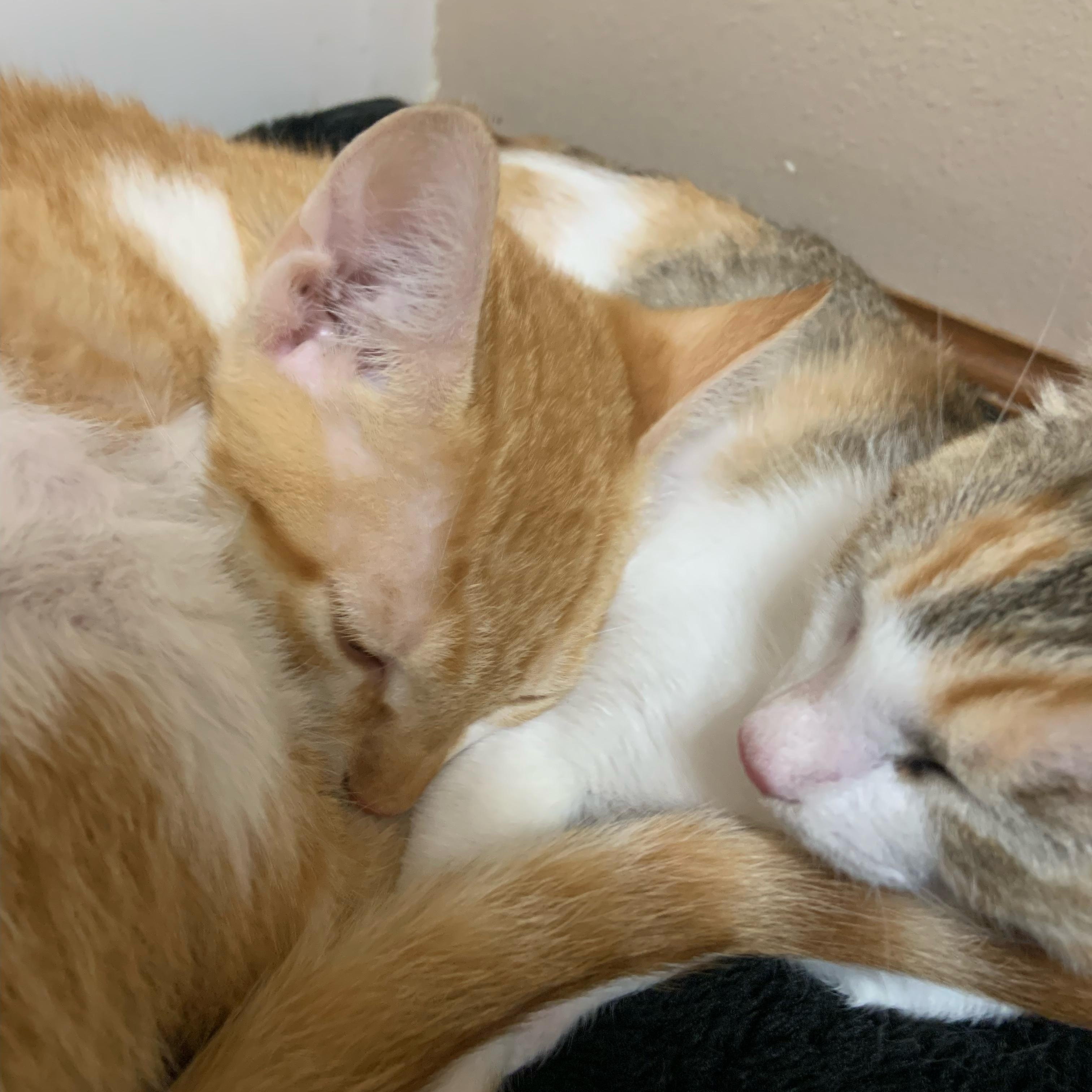 Enlarge Starbucks , a ADOPTABLE Domestic Short Hair in Rice, MN image 5/6
