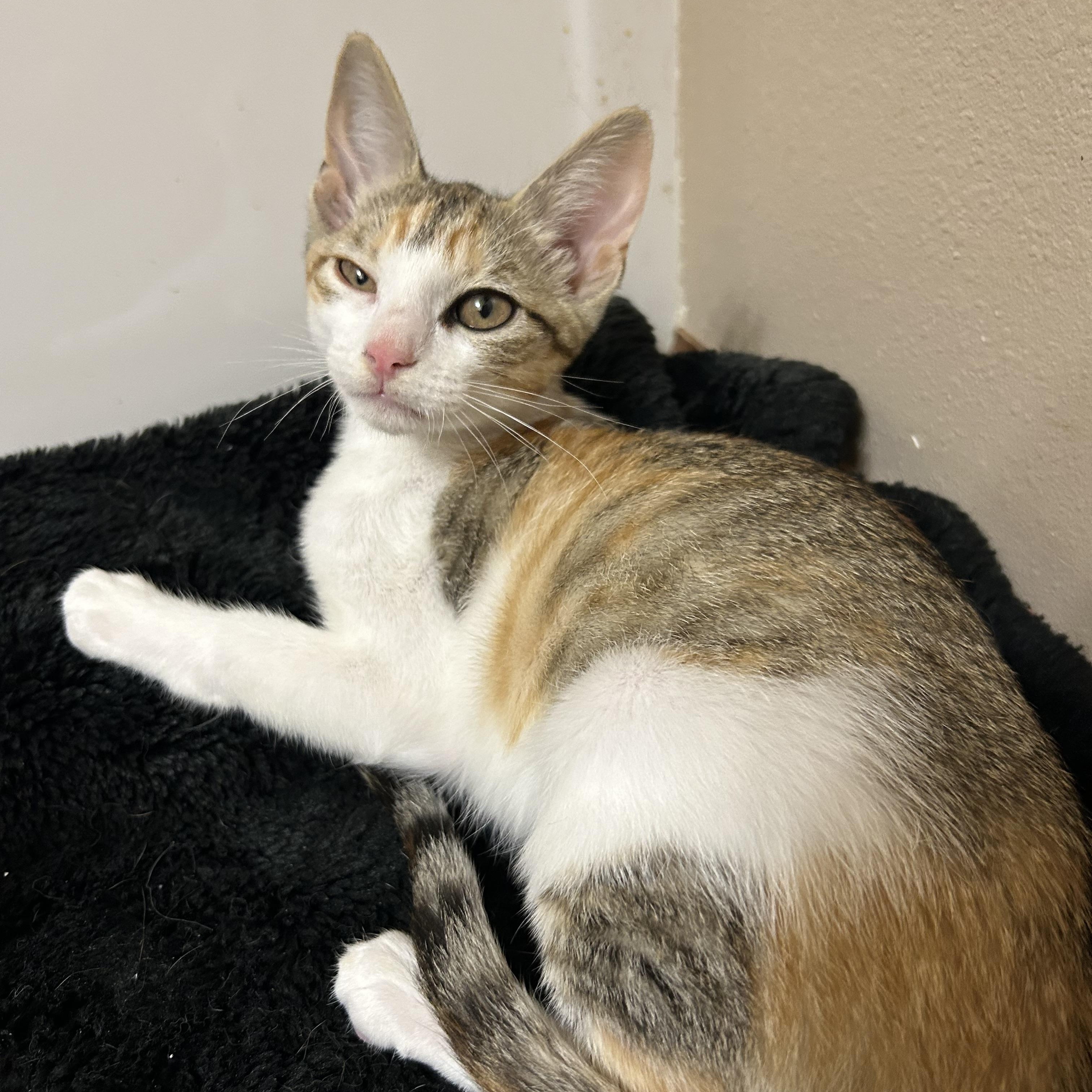 Enlarge Starbucks , a ADOPTABLE Domestic Short Hair in Rice, MN image 4/6