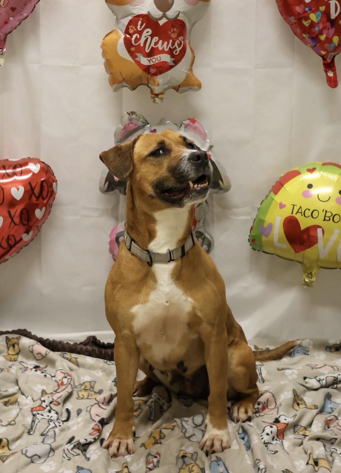 Enlarge Kara, an adopted mixed breed in Youngstown, OH image 2/6