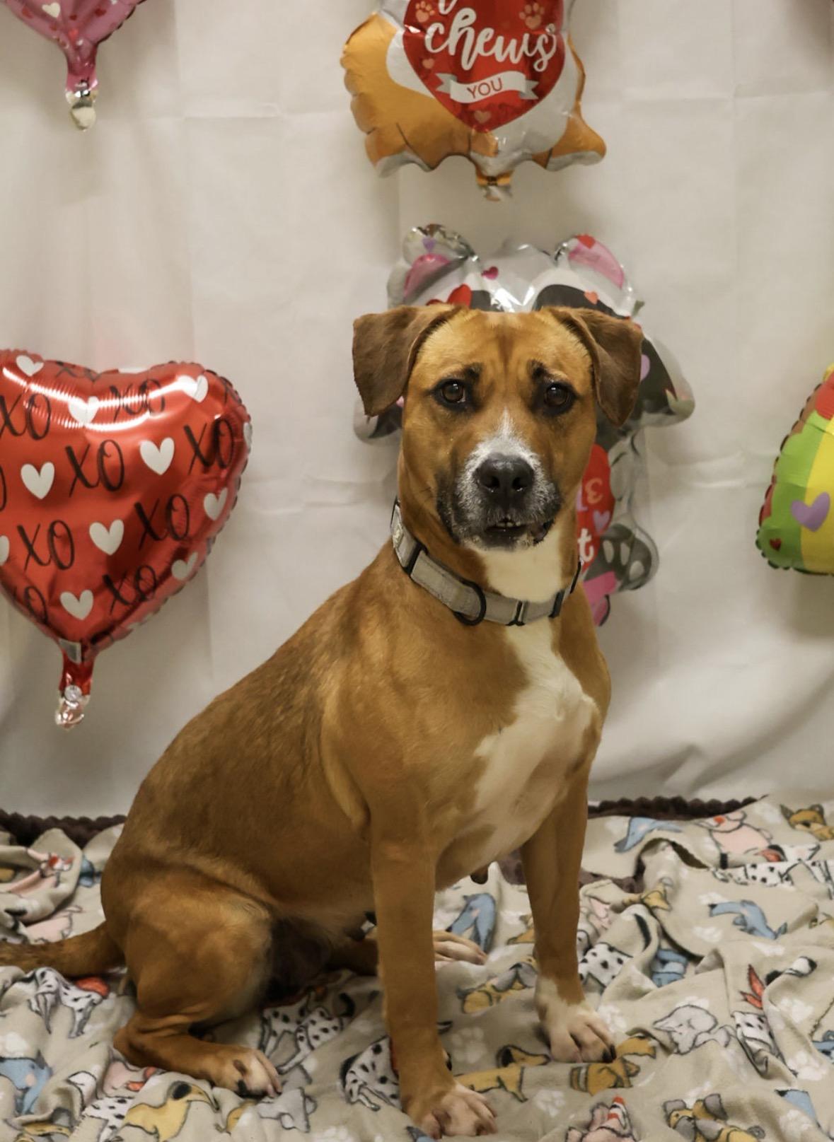 Enlarge Kara, an adopted mixed breed in Youngstown, OH image 1/6