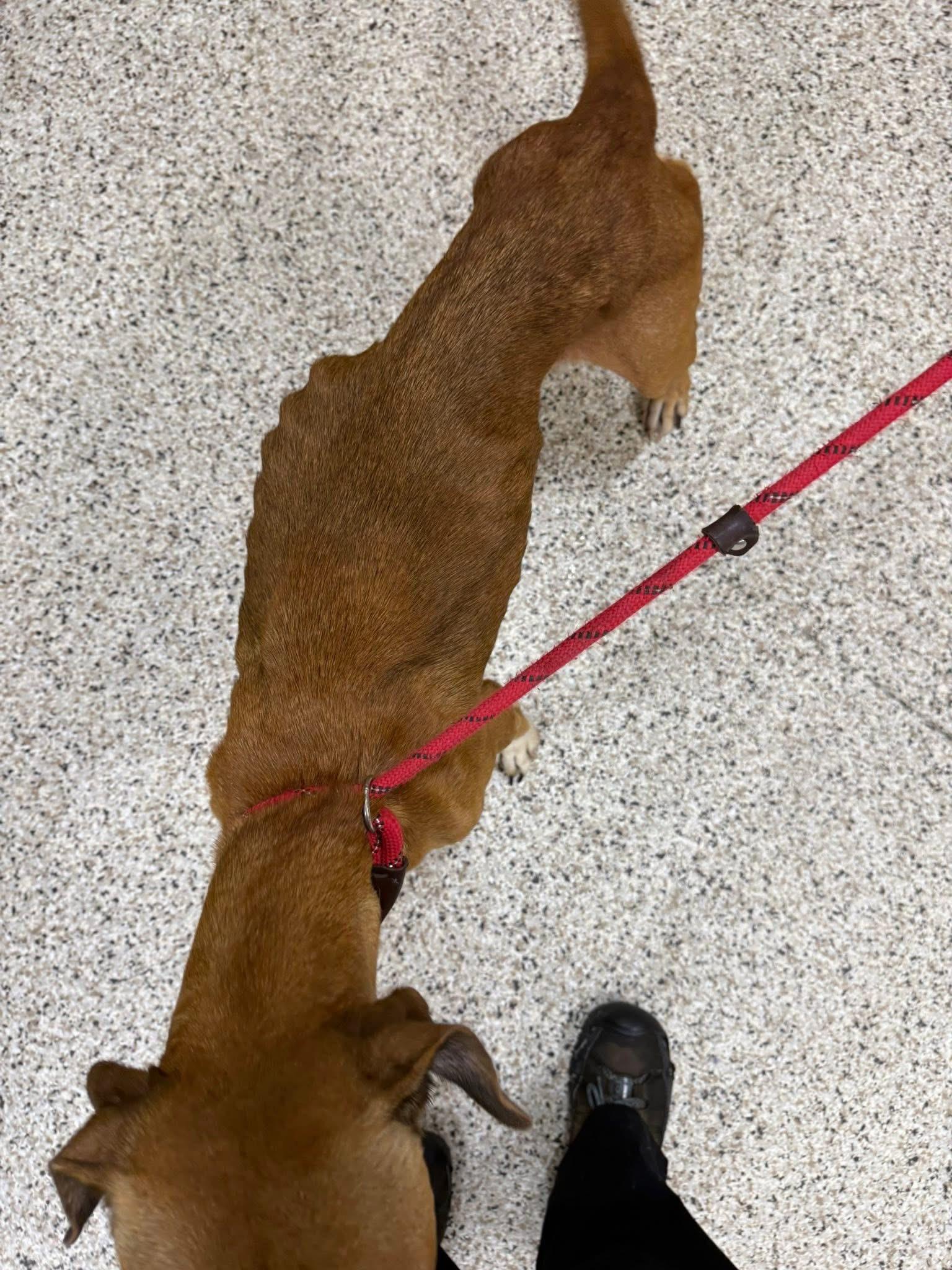 Kara, a Adoptable mixed breed in Youngstown, OH image 4/6