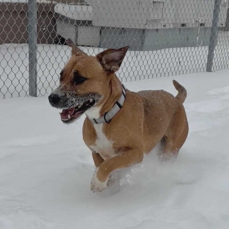 Enlarge Kara, an adopted mixed breed in Youngstown, OH image 3/6