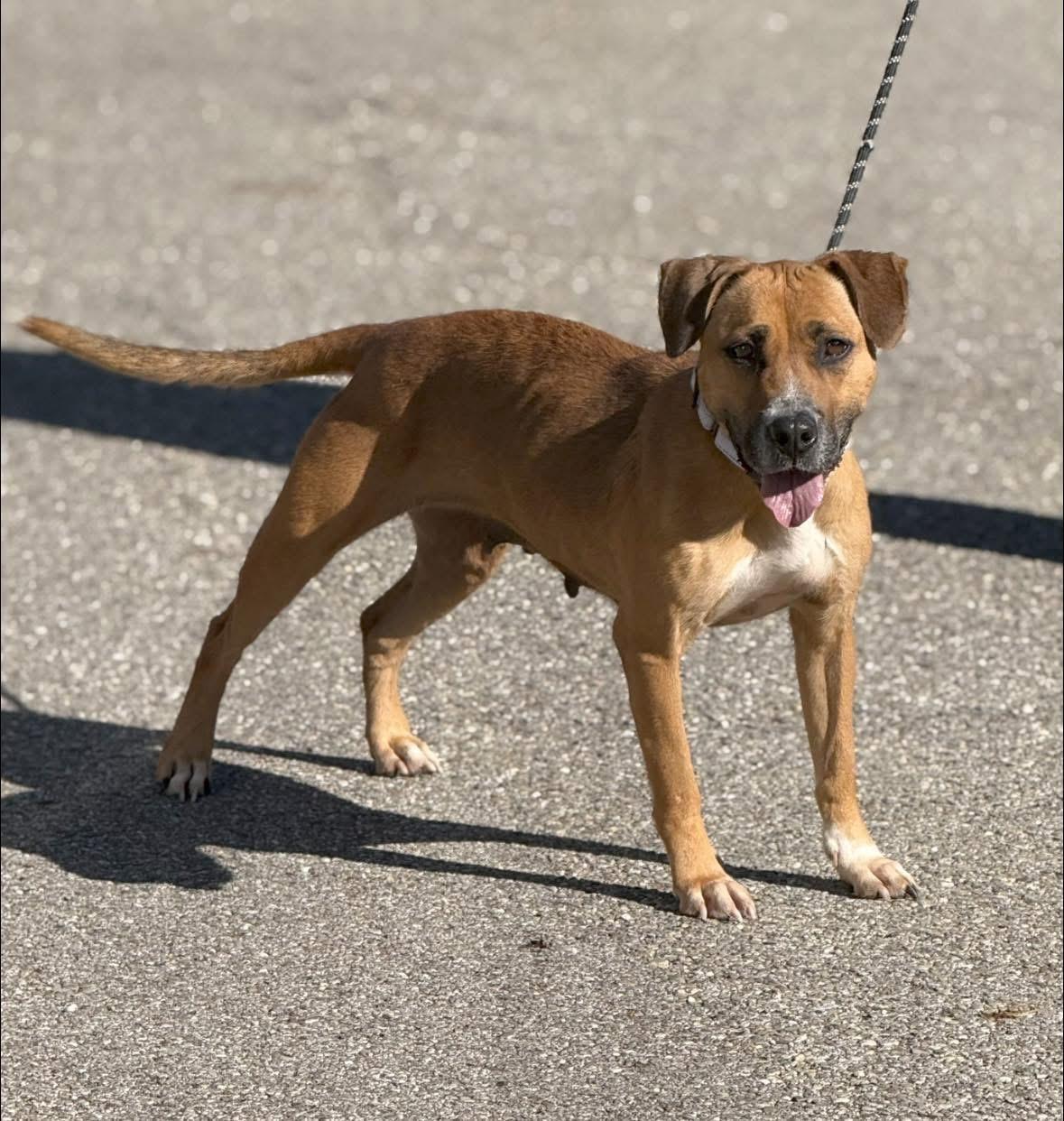 Kara, a Adoptable mixed breed in Youngstown, OH image 2/6