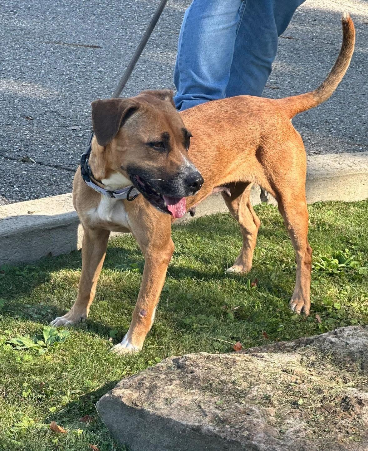 Kara, a Adoptable mixed breed in Youngstown, OH image 3/6