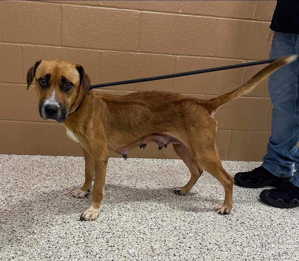 Kara, a Adoptable mixed breed in Youngstown, OH image 6/6