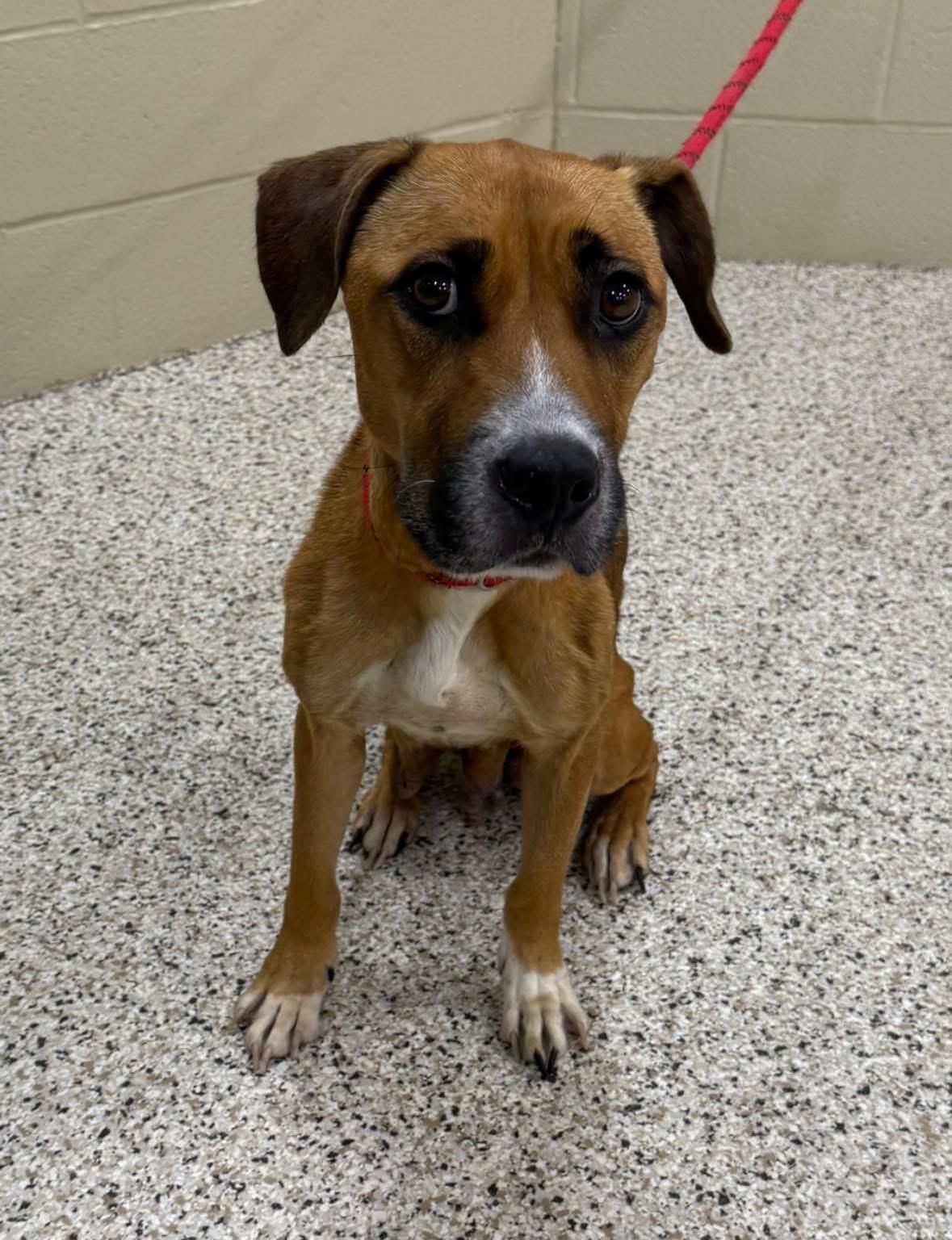 Kara, a Adoptable mixed breed in Youngstown, OH image 5/6