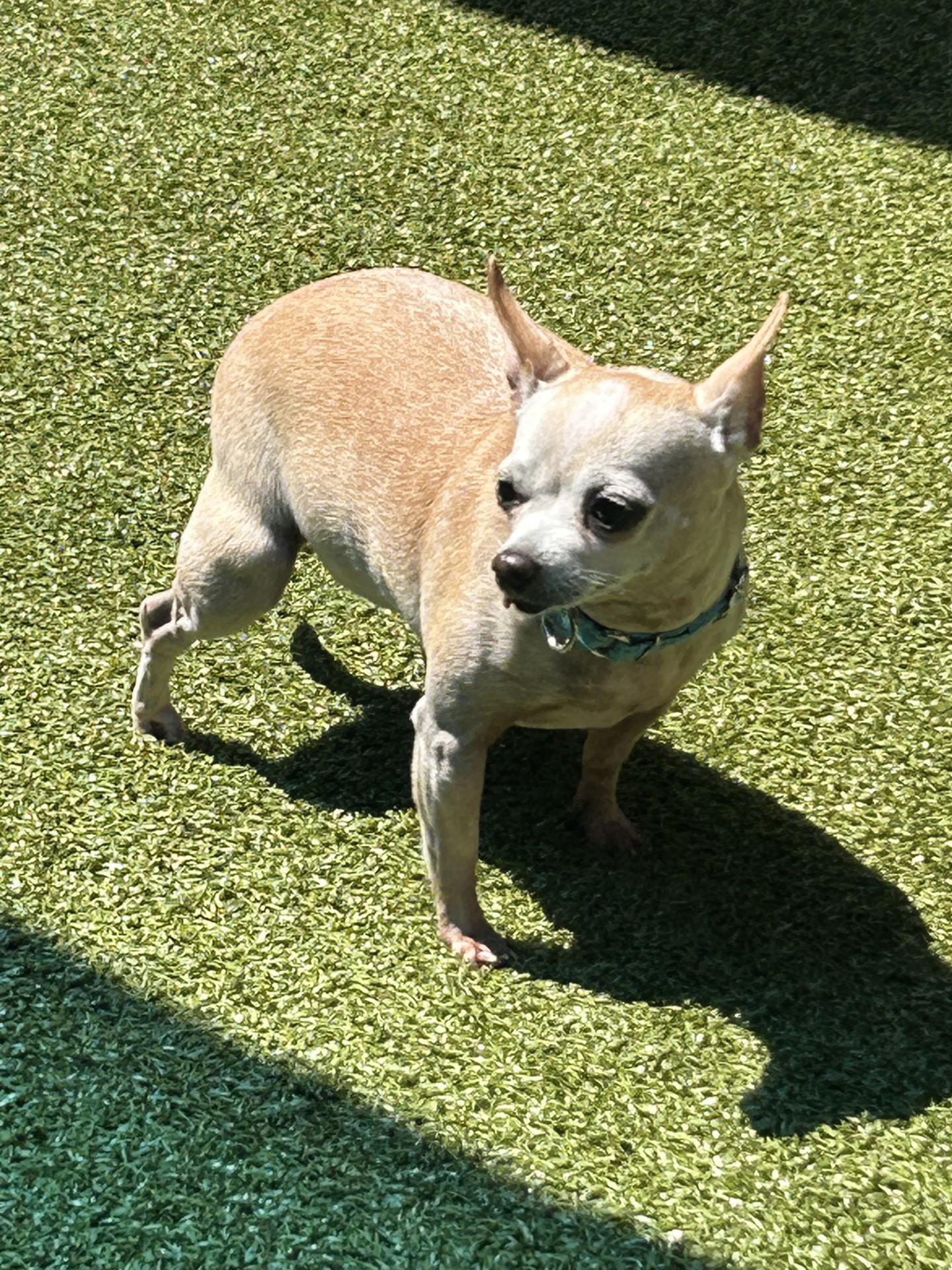 Croissant, adopted, Senior Female Chihuahua.