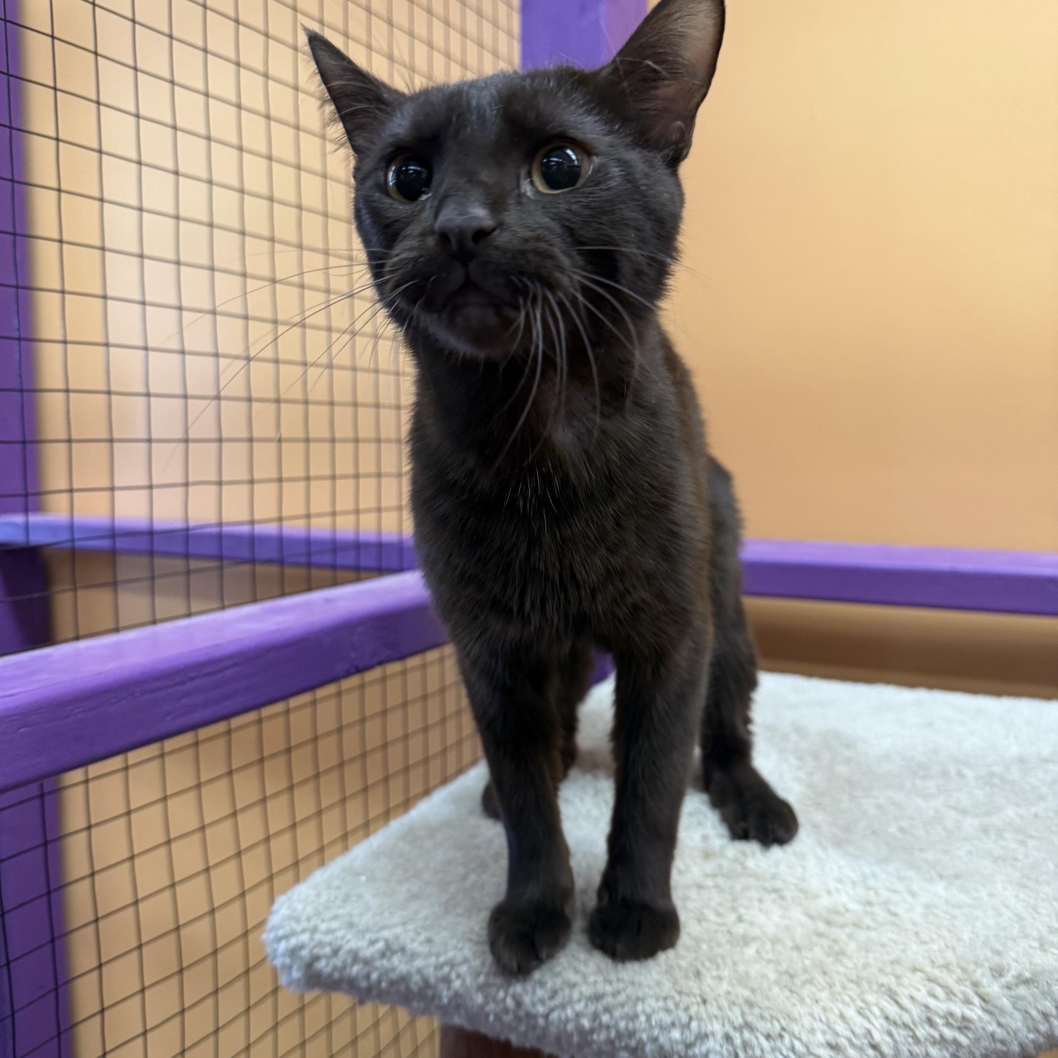 Enlarge Sienna, a Adoptable mixed breed in Albuquerque, NM image 3/5