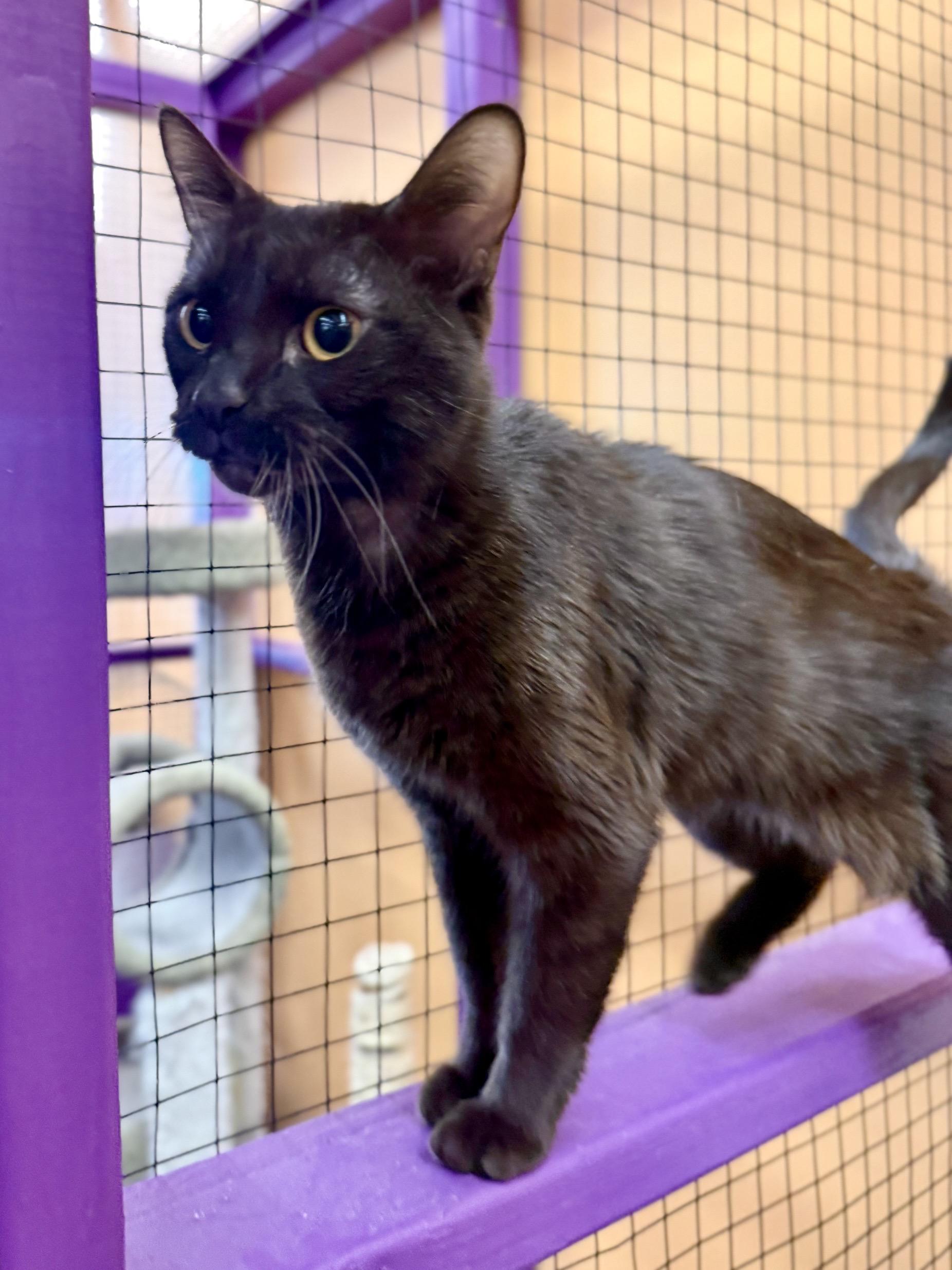 Enlarge Sienna, a Adoptable mixed breed in Albuquerque, NM image 4/5
