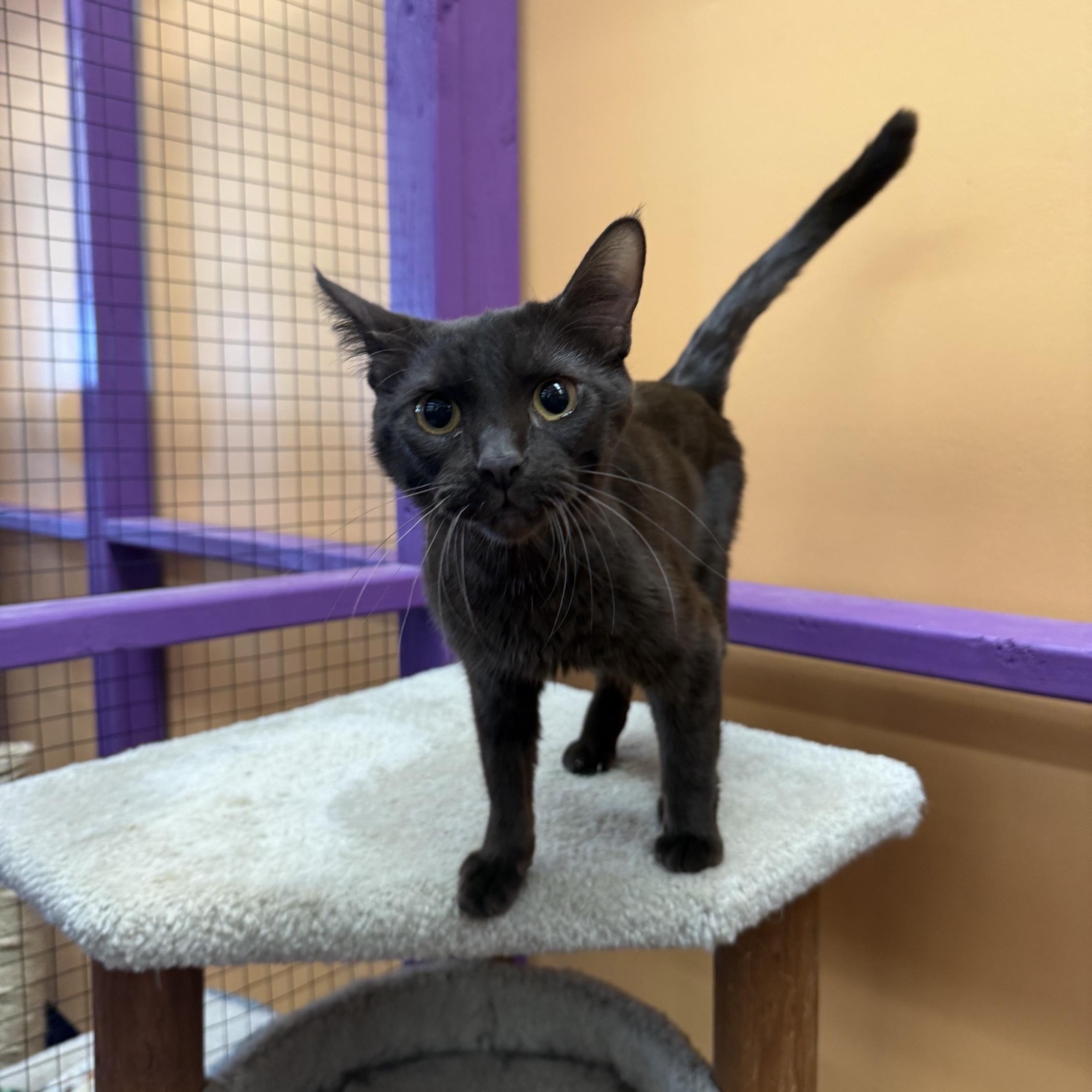 Sienna, Adoptable, Adult Female Domestic Short Hair.
