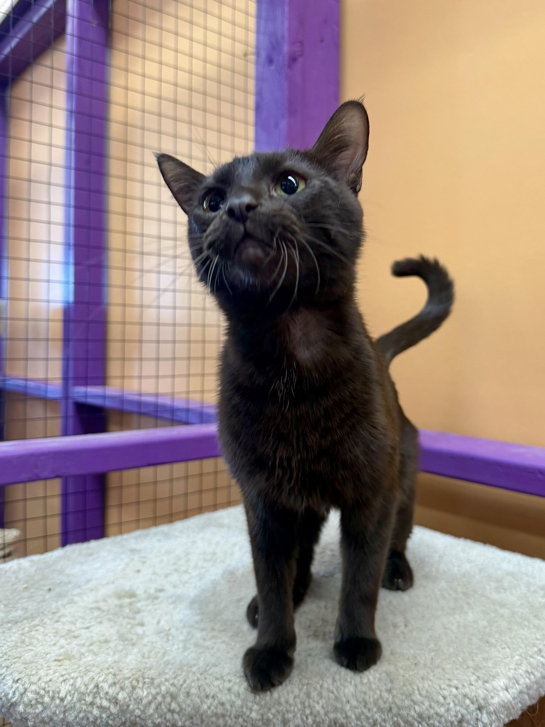 Enlarge Sienna, a Adoptable mixed breed in Albuquerque, NM image 2/5