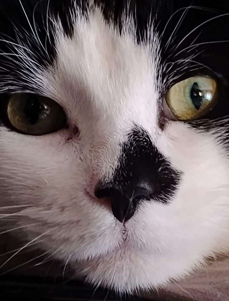 TOOTSIE PIE, Adoptable, Adult Female Tuxedo & American Shorthair.