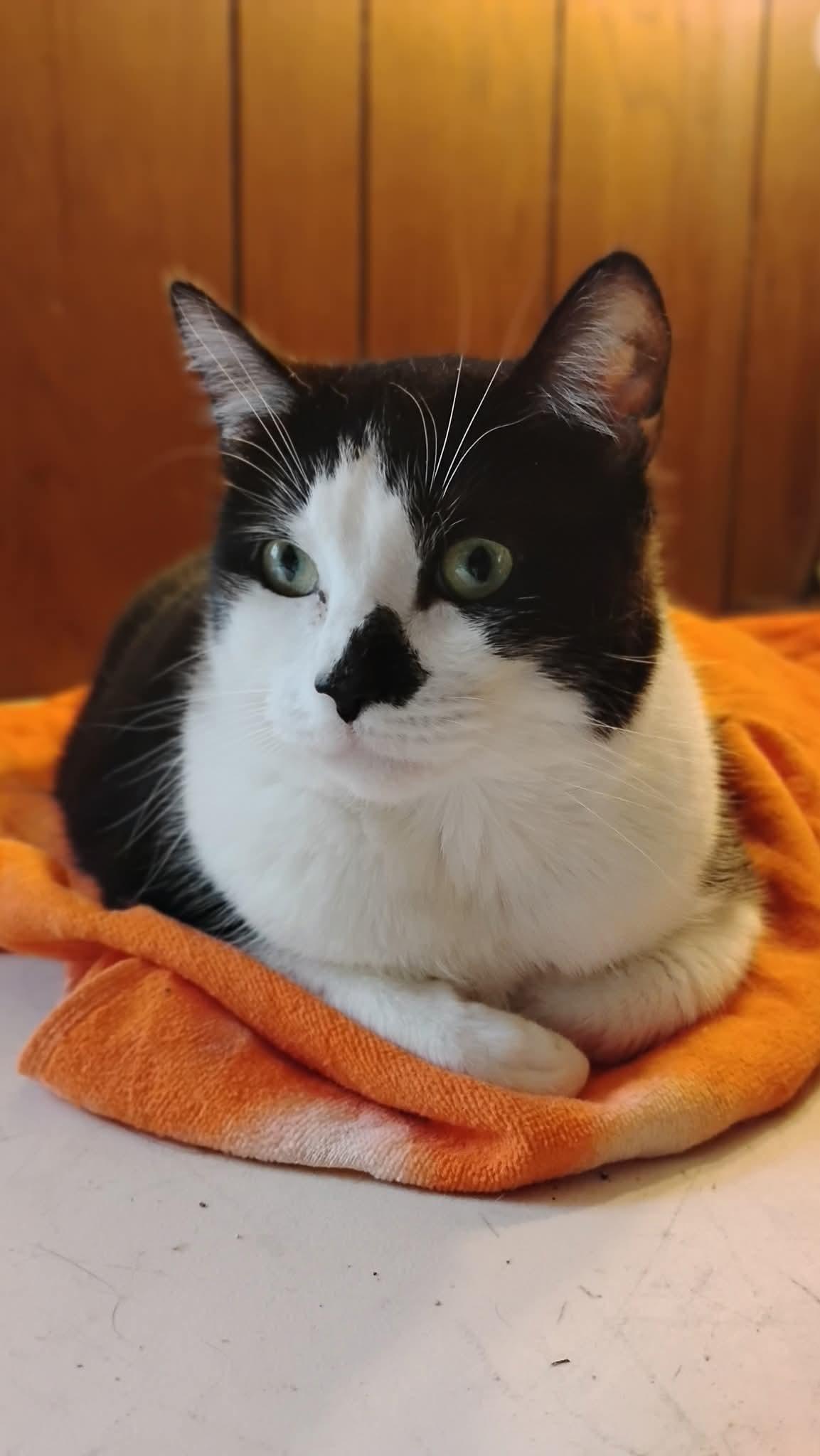 Tootsie Pie thumbnail 3