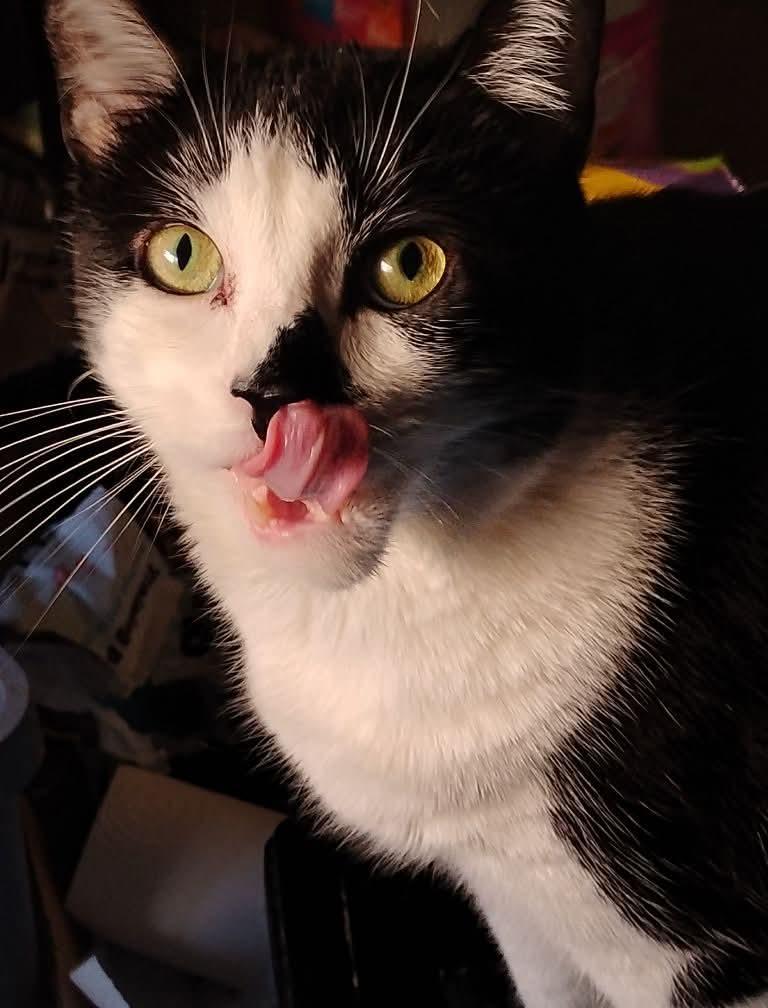 TOOTSIE PIE, Adoptable, Adult Female Tuxedo & American Shorthair.