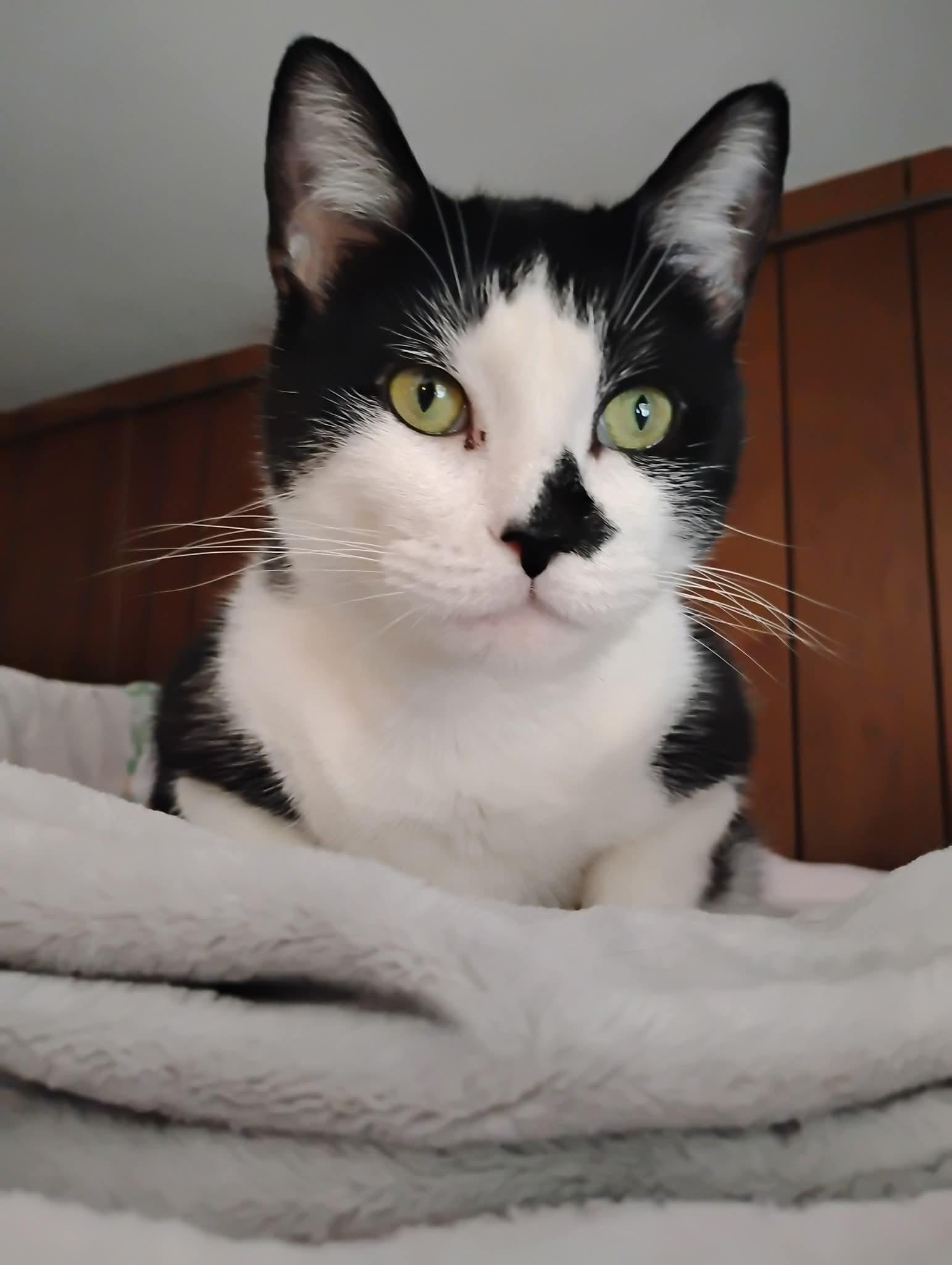 Tootsie Pie thumbnail 4