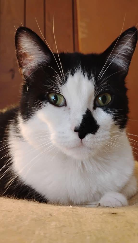 Enlarge TOOTSIE PIE, a Adoptable mixed breed in Hoboken, NJ image 5/5