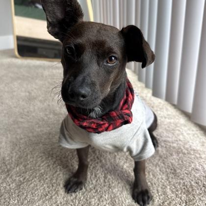 Alma, Adoptable, Adult Female Chihuahua & Mixed Breed.