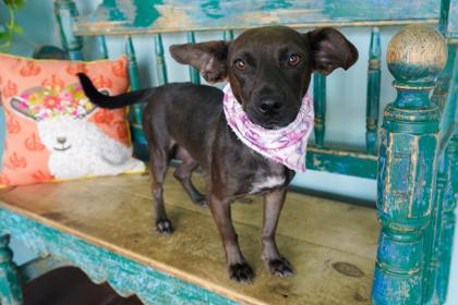 Alma, a Adoptable mixed breed in San Antonio, TX image 2/3