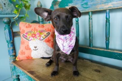 Alma, a Adoptable mixed breed in San Antonio, TX image 3/3
