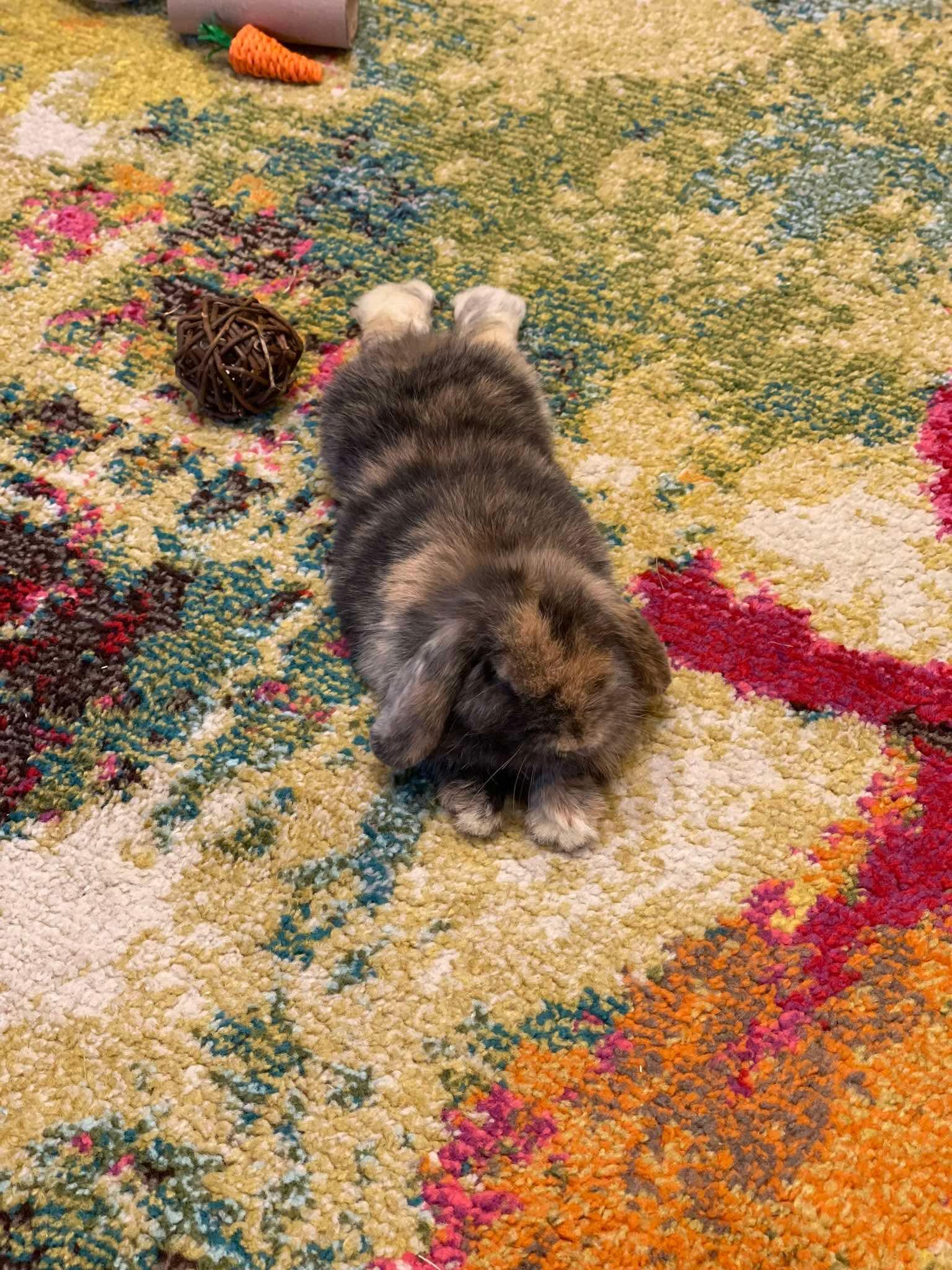 Enlarge Tiger, an adopted Holland Lop in Waynesboro, VA image 2/4