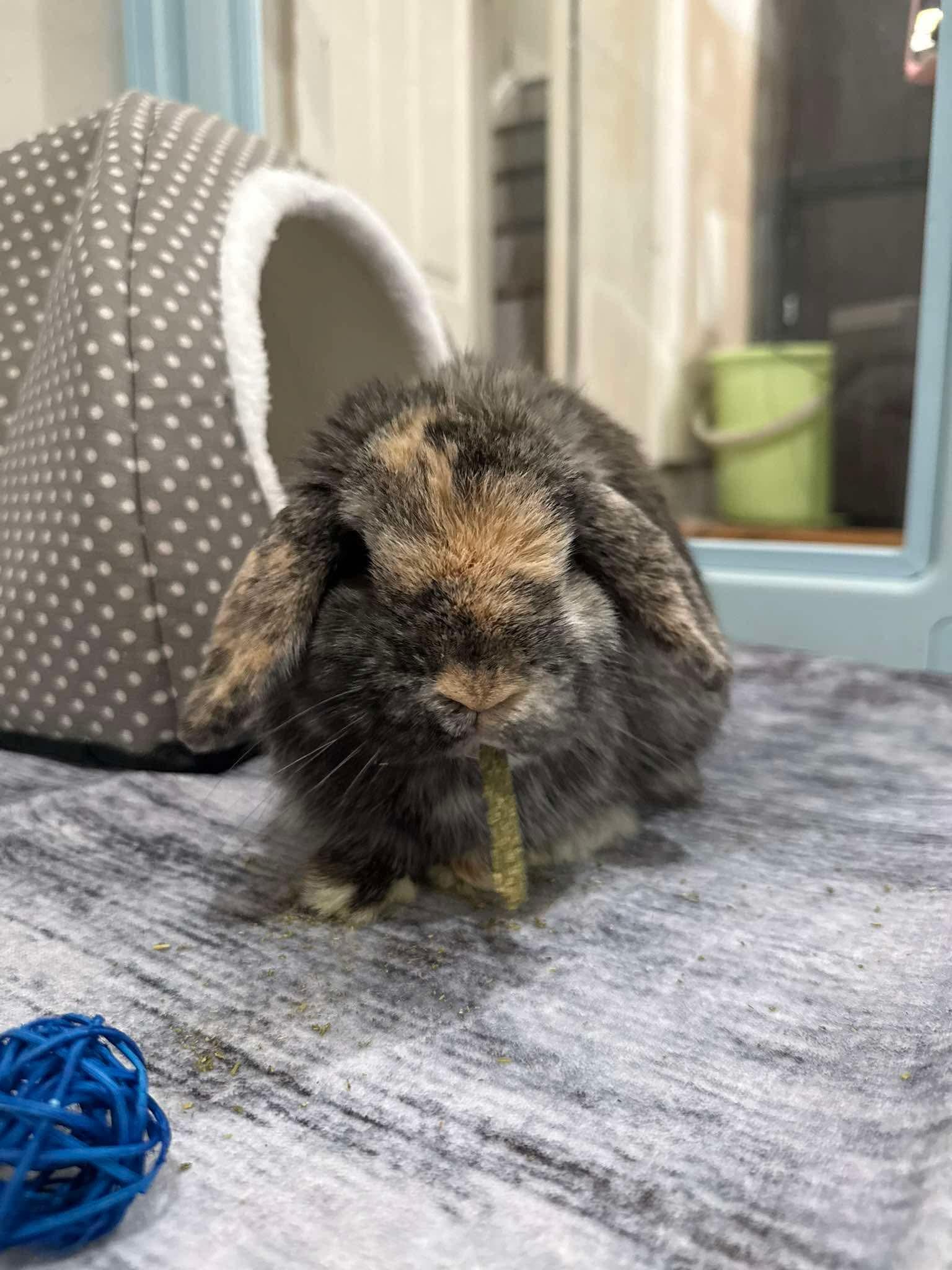 Enlarge Tiger, an adopted Holland Lop in Waynesboro, VA image 3/4