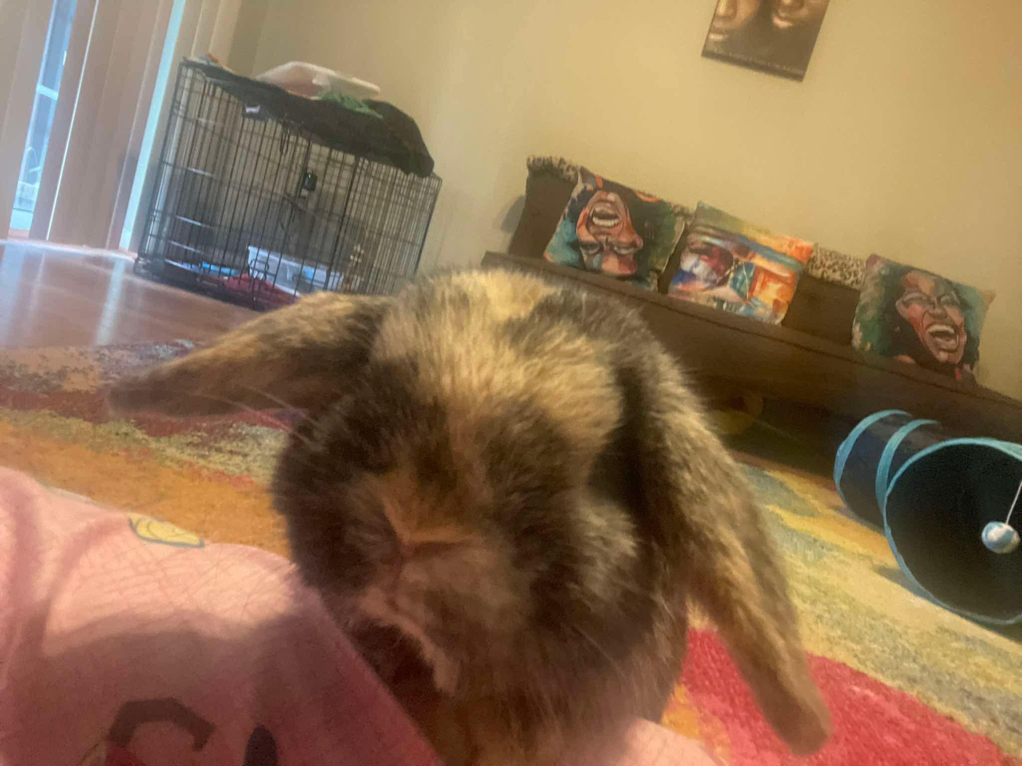 Enlarge Tiger, an adopted Holland Lop in Waynesboro, VA image 4/4
