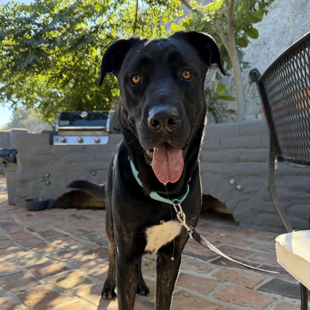 *** Toto, a Adoptable Cane Corso in Bulverde, TX image 2/5
