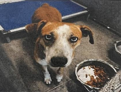 Leela - 1, Adoptable, Young Female Foxhound & Mixed Breed.