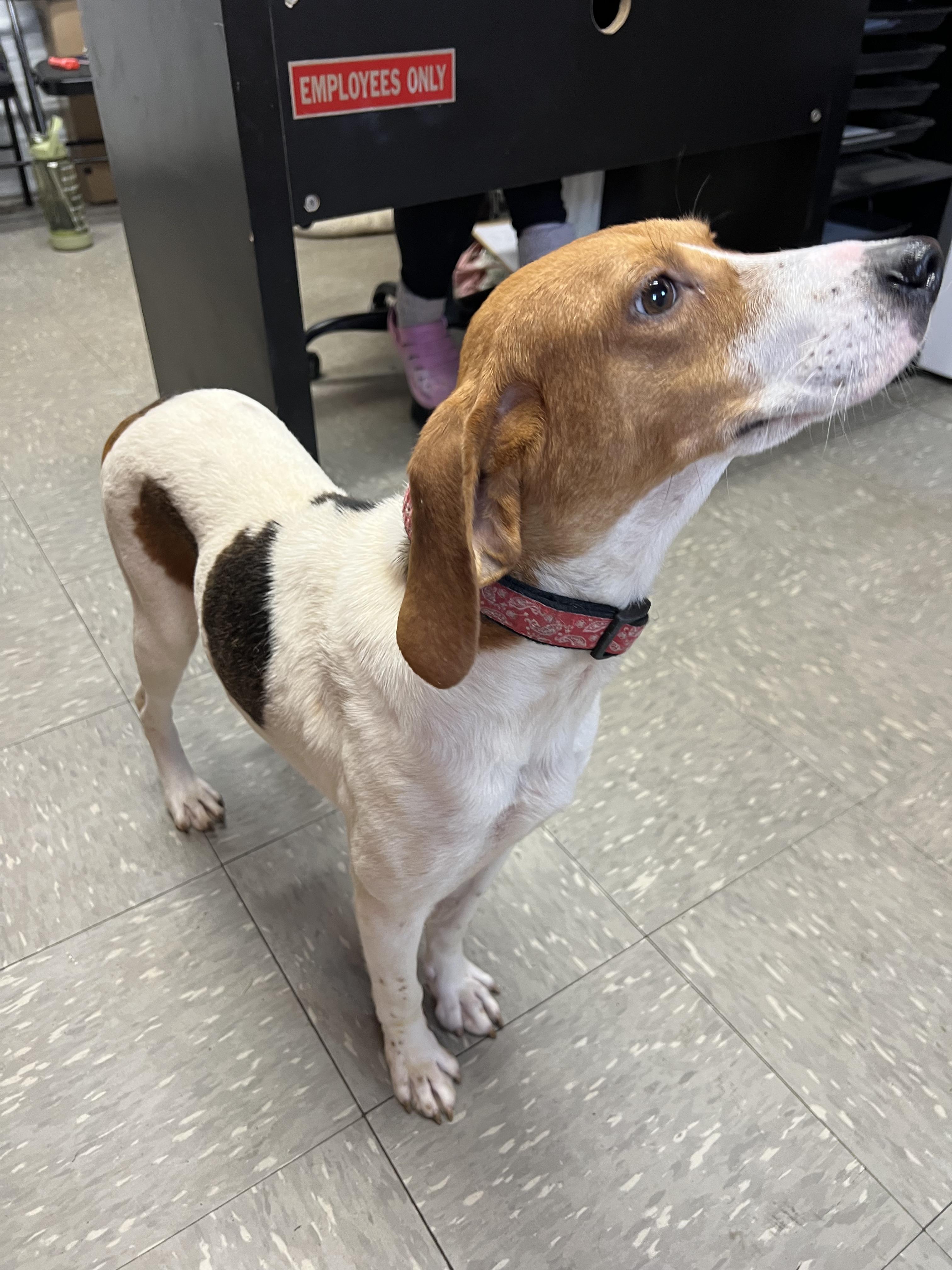 Rosie, an adopted Hound in Lexington, MA image 3/3