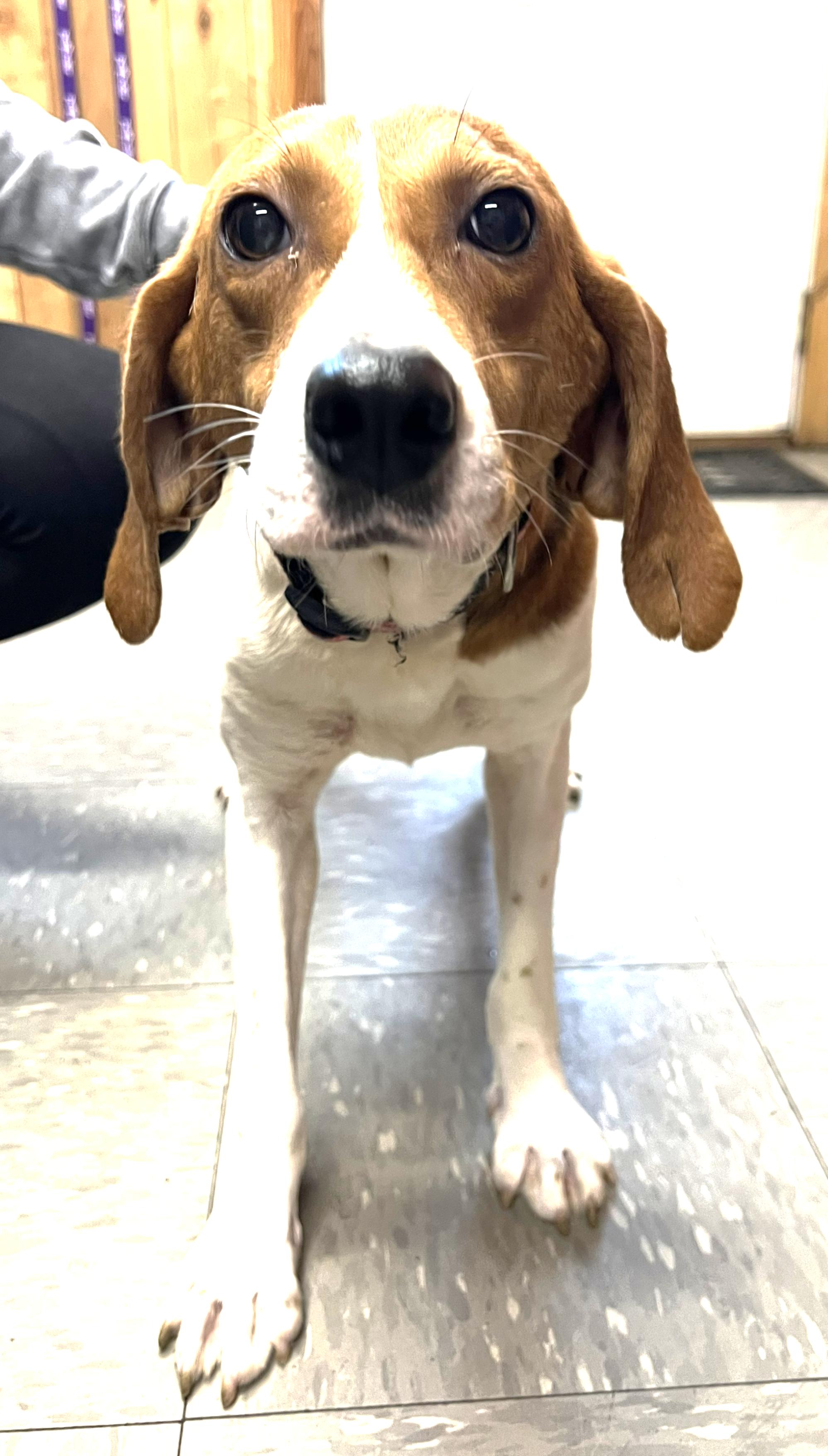 Rosie, an adopted Hound in Lexington, MA image 2/3