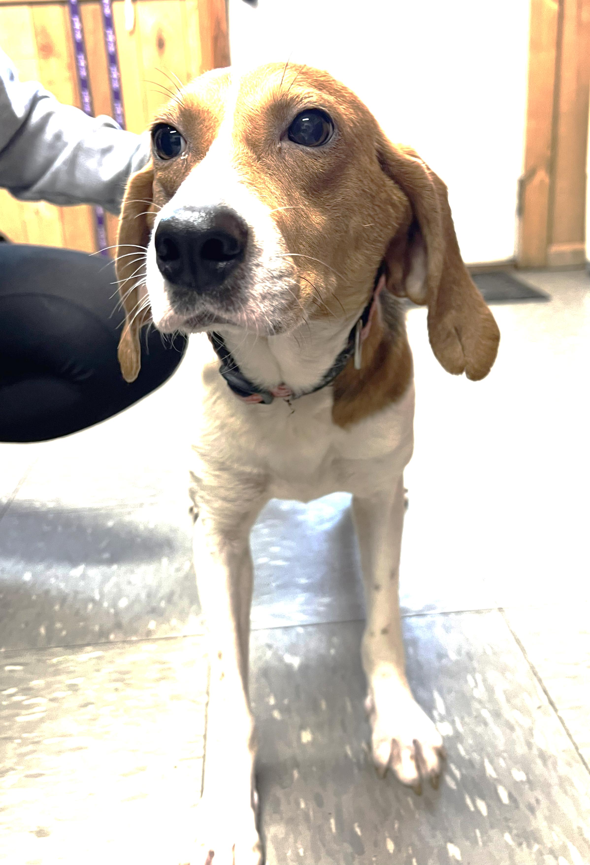 Rosie, an adopted Hound in Lexington, MA image 1/3