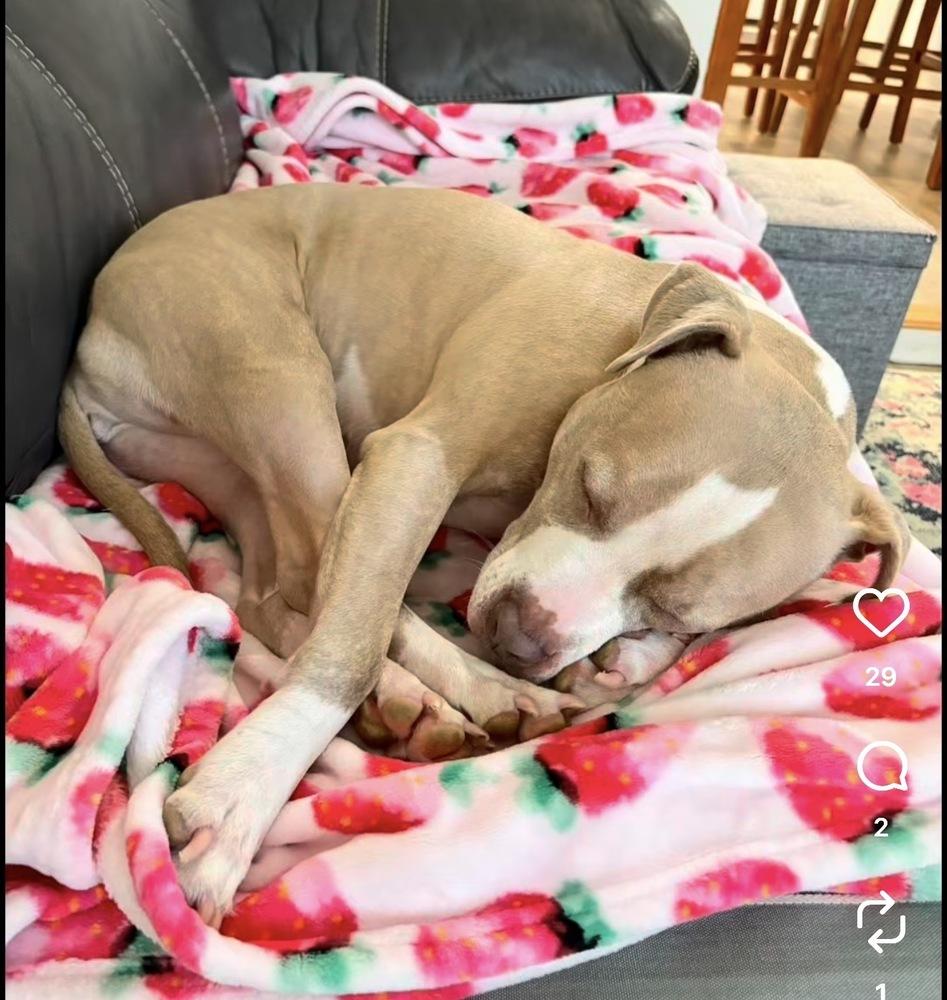 Heather Locklear, Adoptable, Adult Female American Staffordshire Terrier & Mixed Breed.