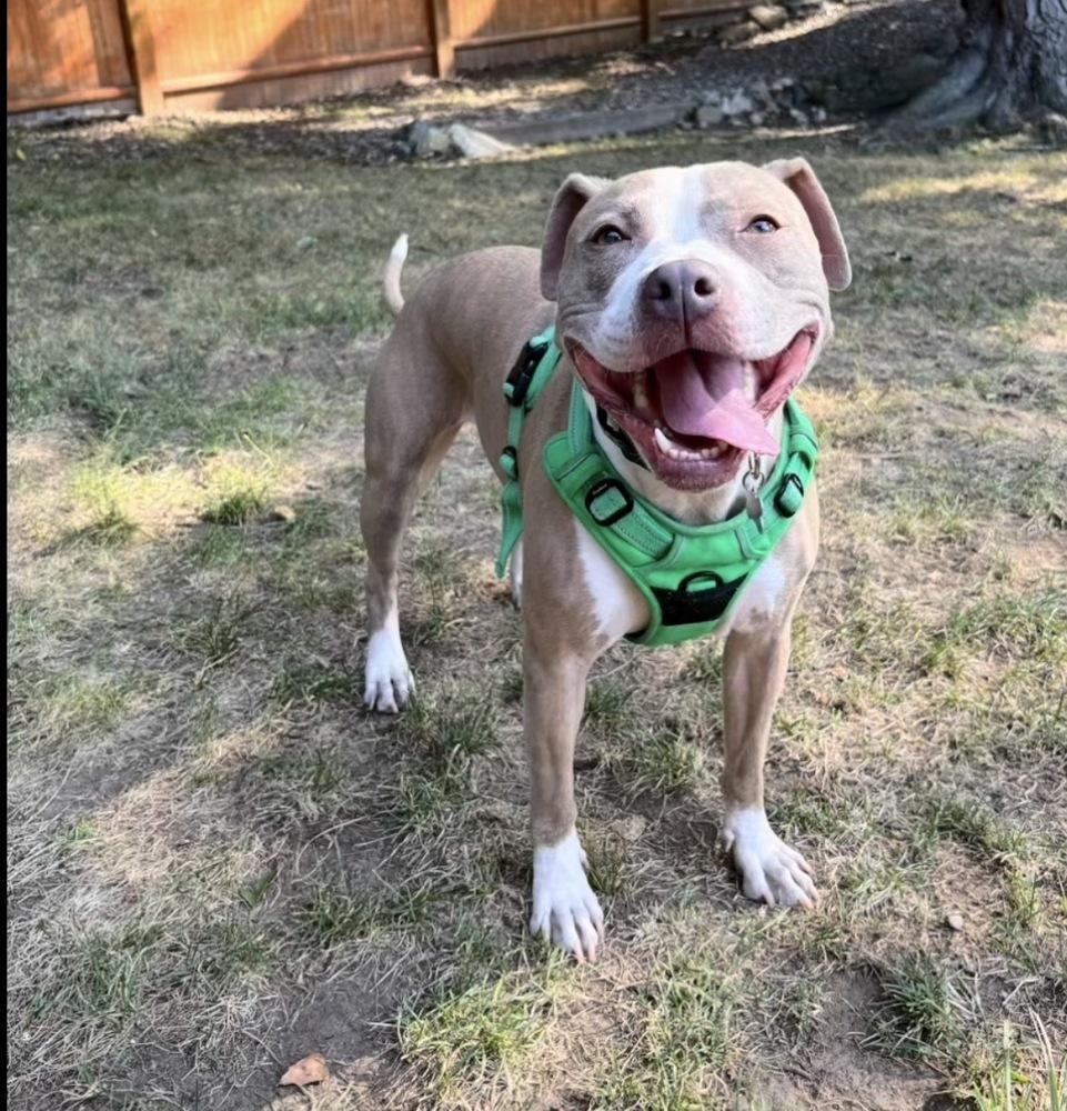 Enlarge Heather Locklear, a Adoptable mixed breed in Saugus, MA image 2/6