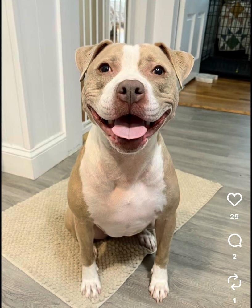 Enlarge Heather Locklear, a Adoptable mixed breed in Saugus, MA image 3/6