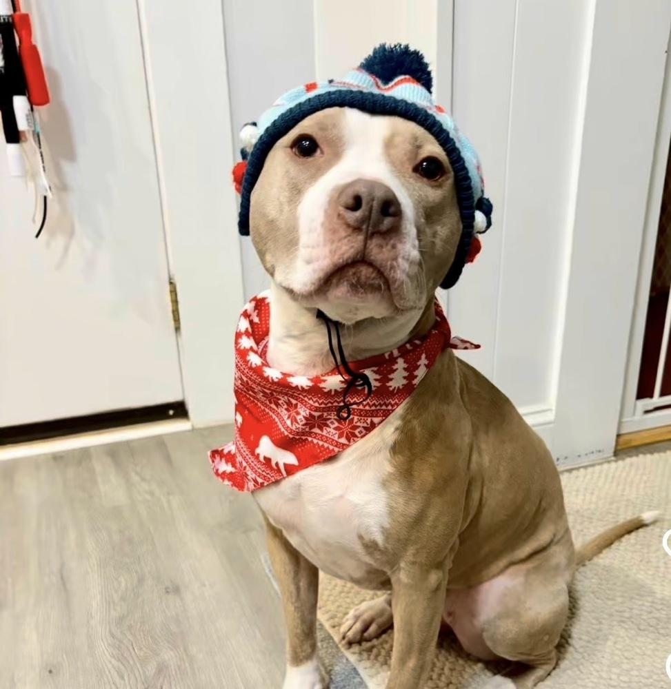 Enlarge Heather Locklear, a Adoptable mixed breed in Saugus, MA image 4/6