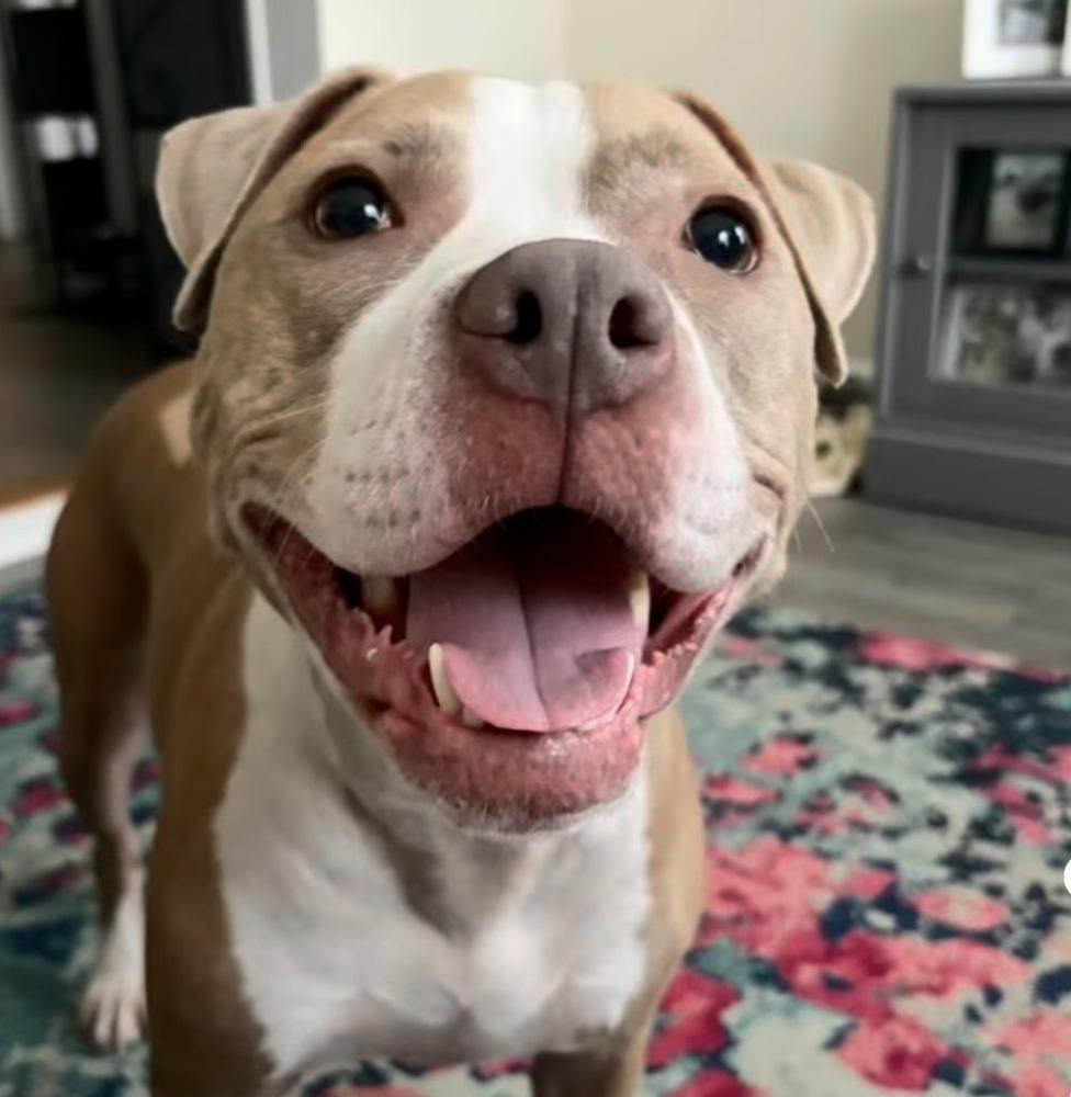 Enlarge Heather Locklear, a Adoptable mixed breed in Saugus, MA image 5/6