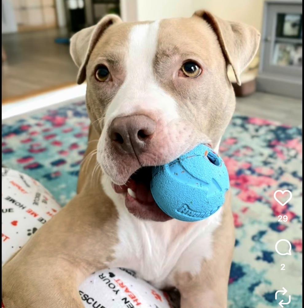 Enlarge Heather Locklear, a Adoptable mixed breed in Saugus, MA image 6/6