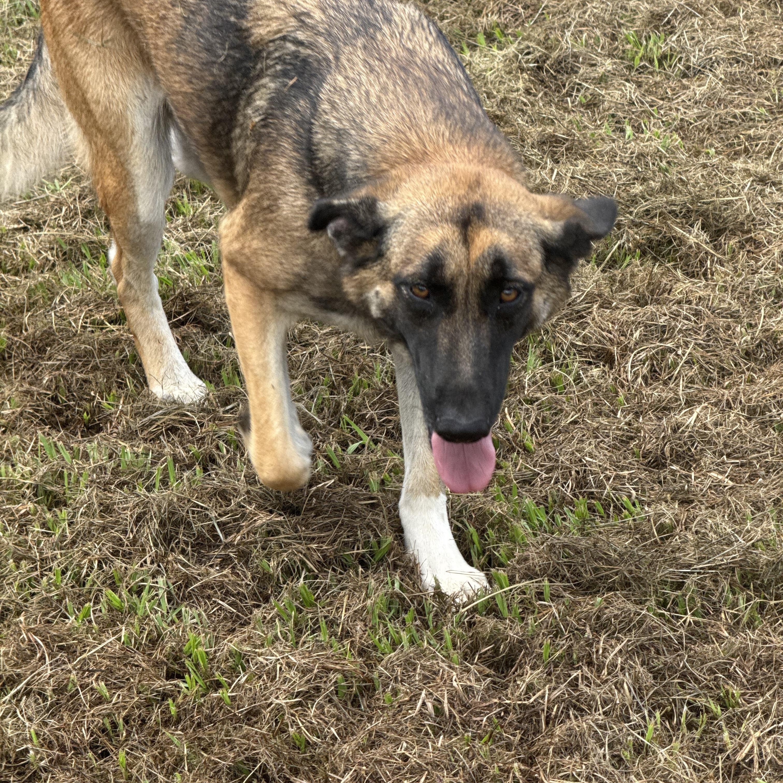 Enlarge Sable, a Adoptable mixed breed in Mount Hermon, LA image 4/6